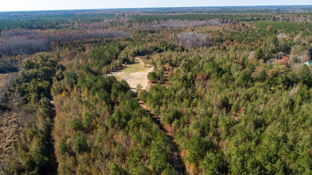 146.79 Acres, Ehrhardt, SC 29081 Land and Farm