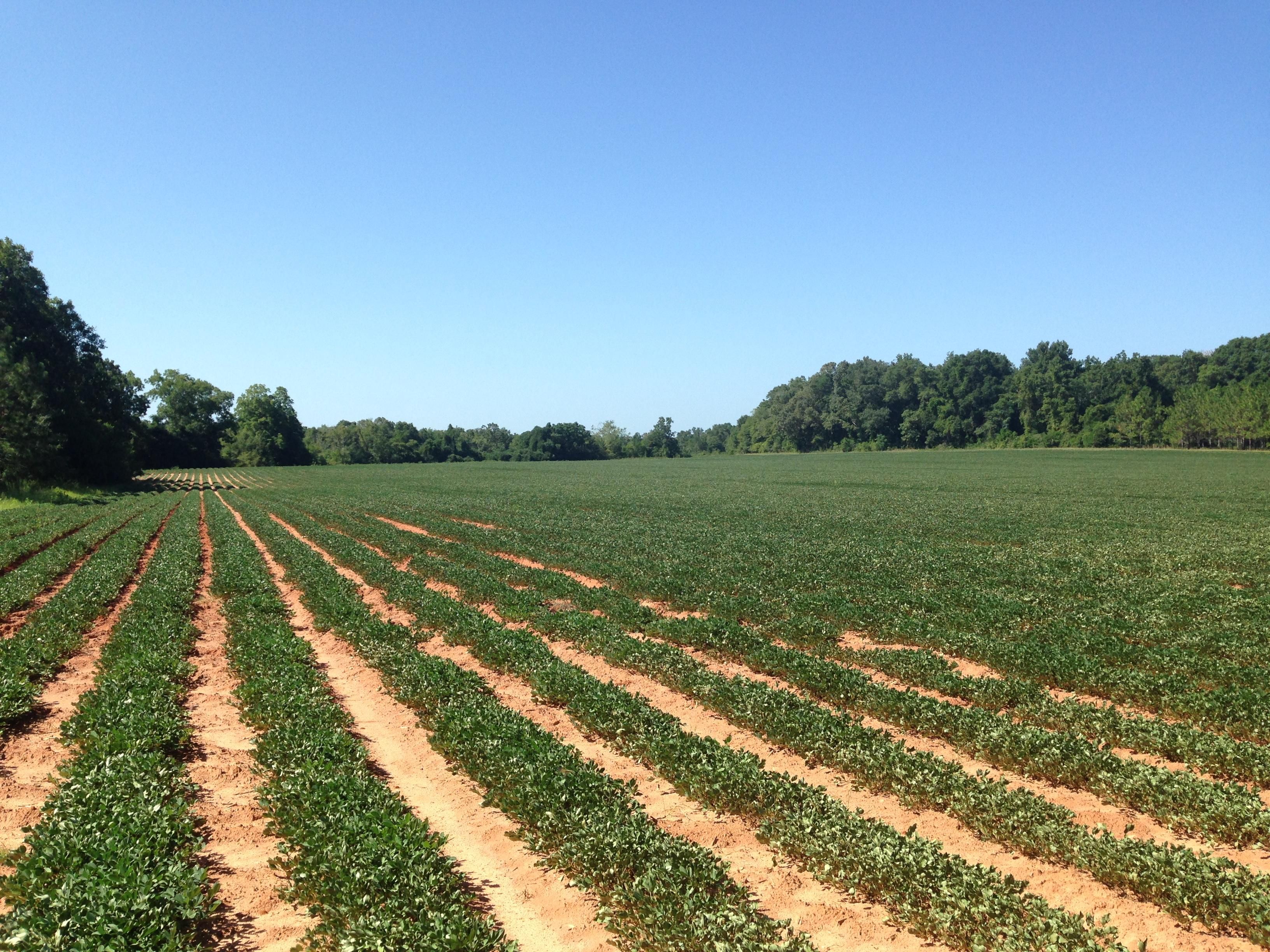200 acres in Shellman, GA, 39886 Land and Farm
