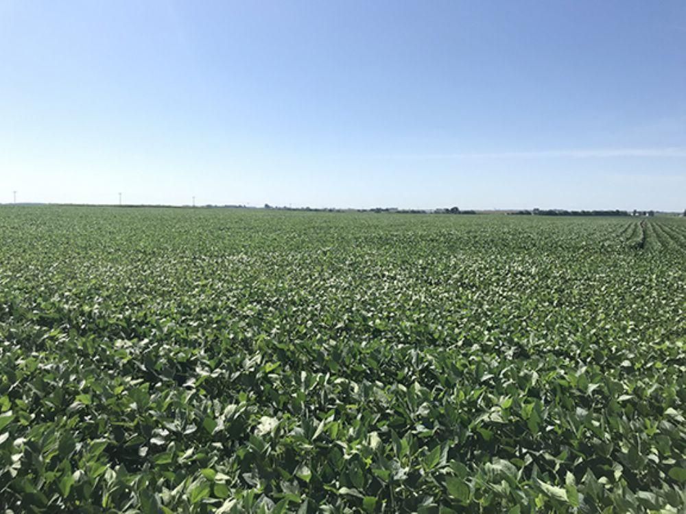 146.65 Acres, Galva, IL 61434 Land and Farm