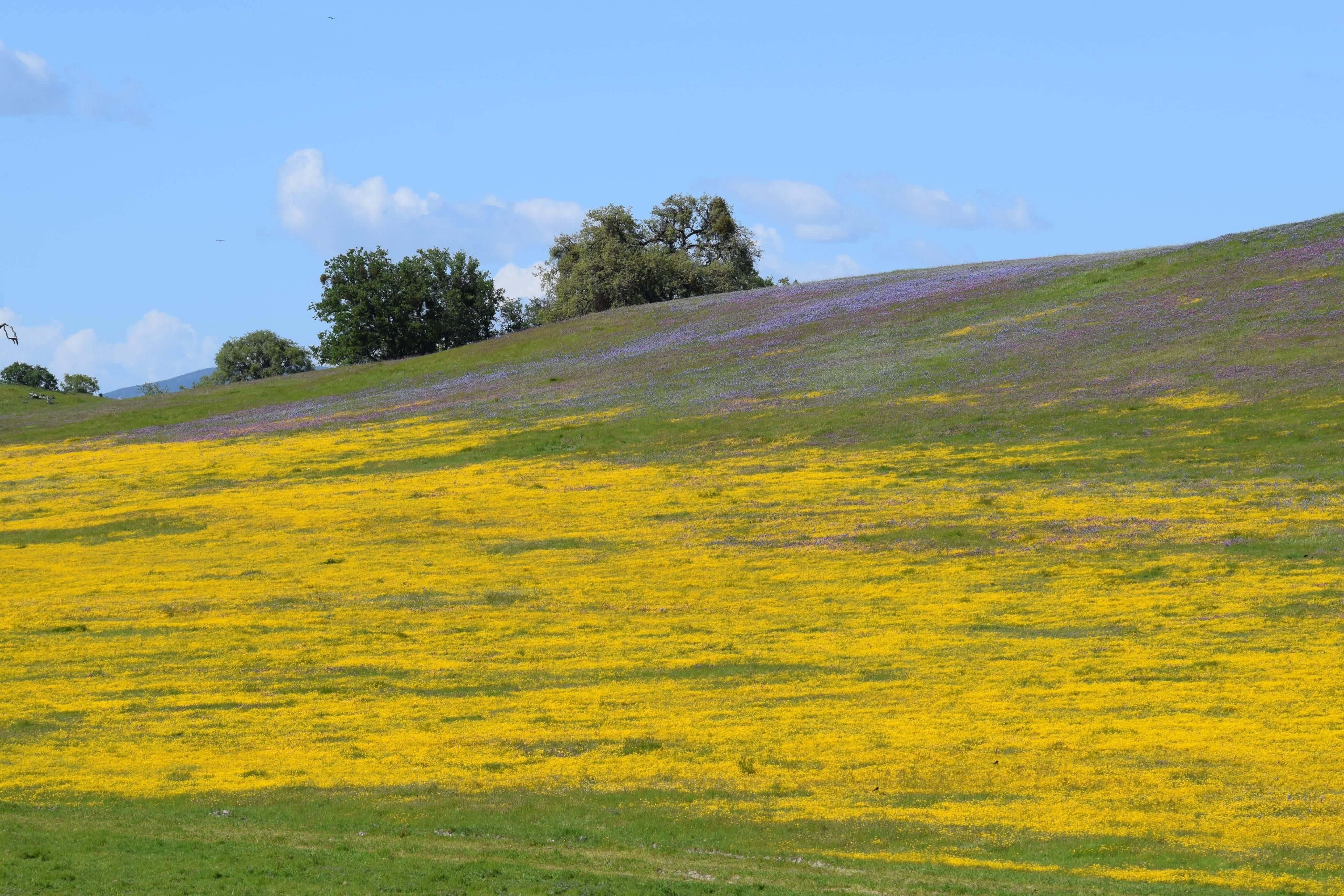 68490 Pancho Rico Rd, San Ardo, CA 93450 Land and Farm