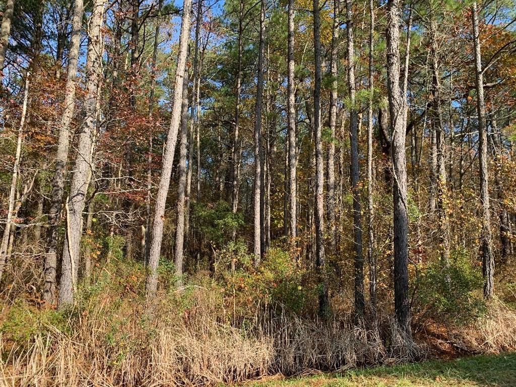 30 Acres, Lot 42 PARKERS LANDING, Parksley, VA 23421 Land and Farm