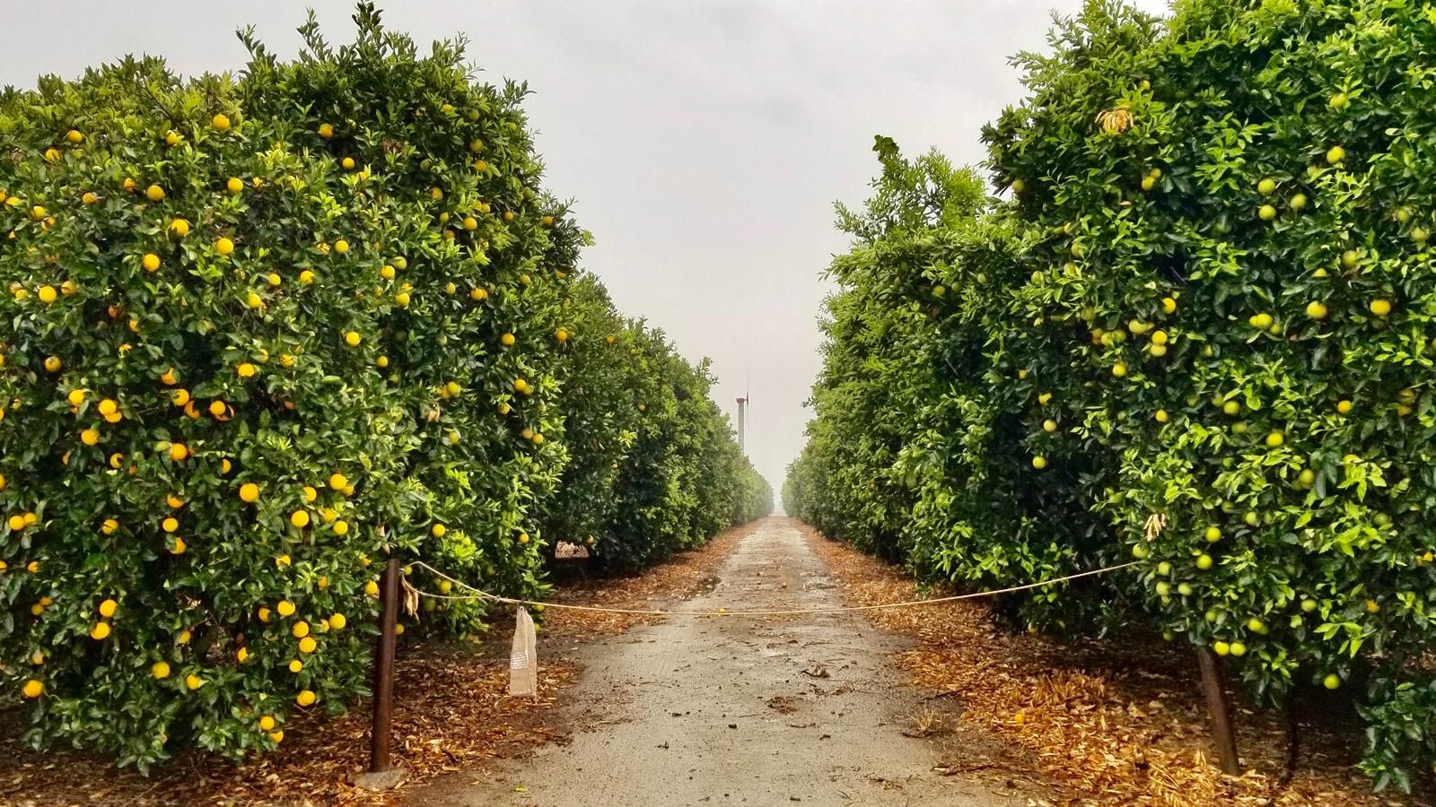 37.66 acres in Porterville, CA, 93257 Land and Farm