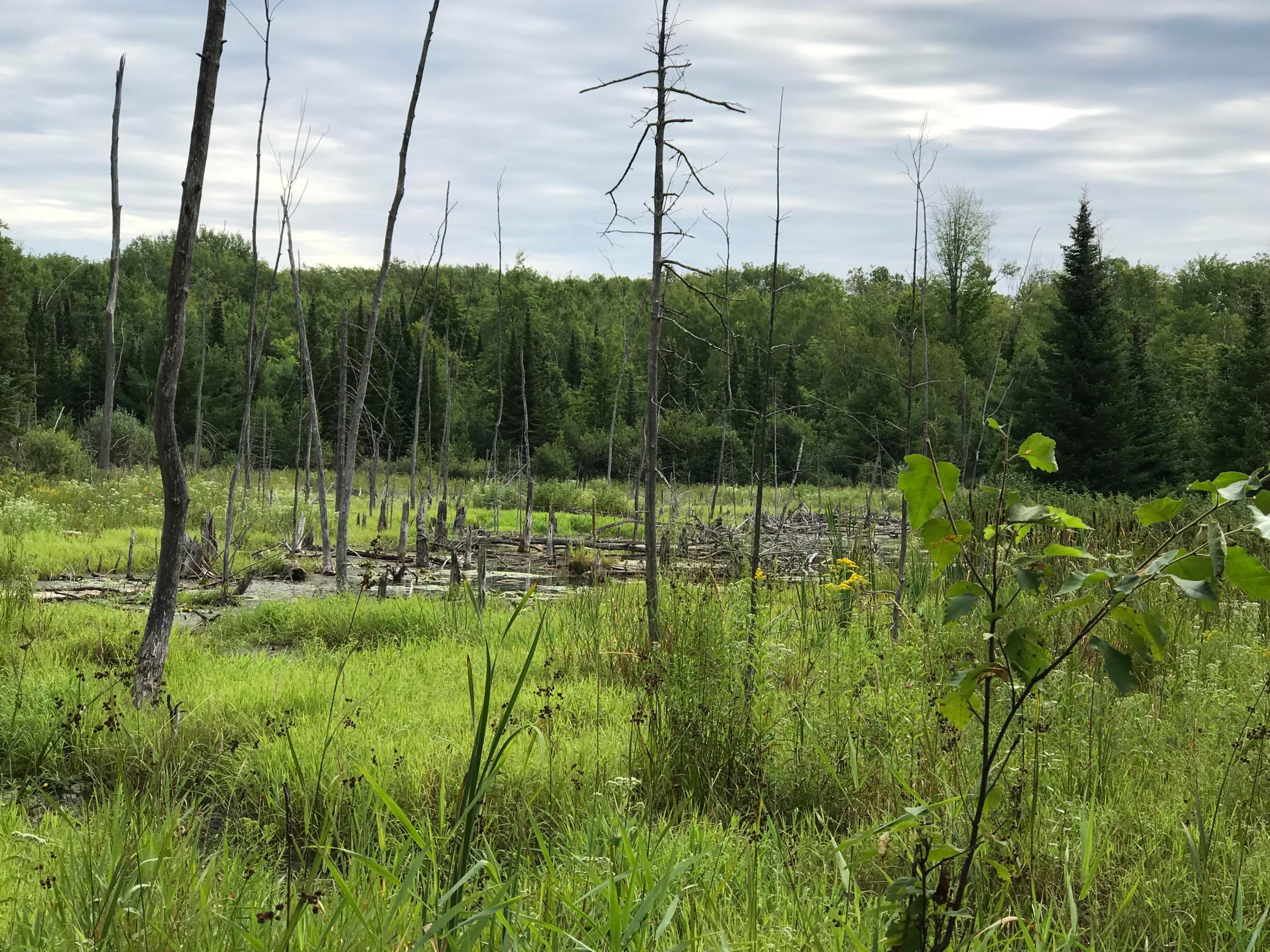 40 Acres, 0 Healy Road, Glennie, MI 48737 Land and Farm