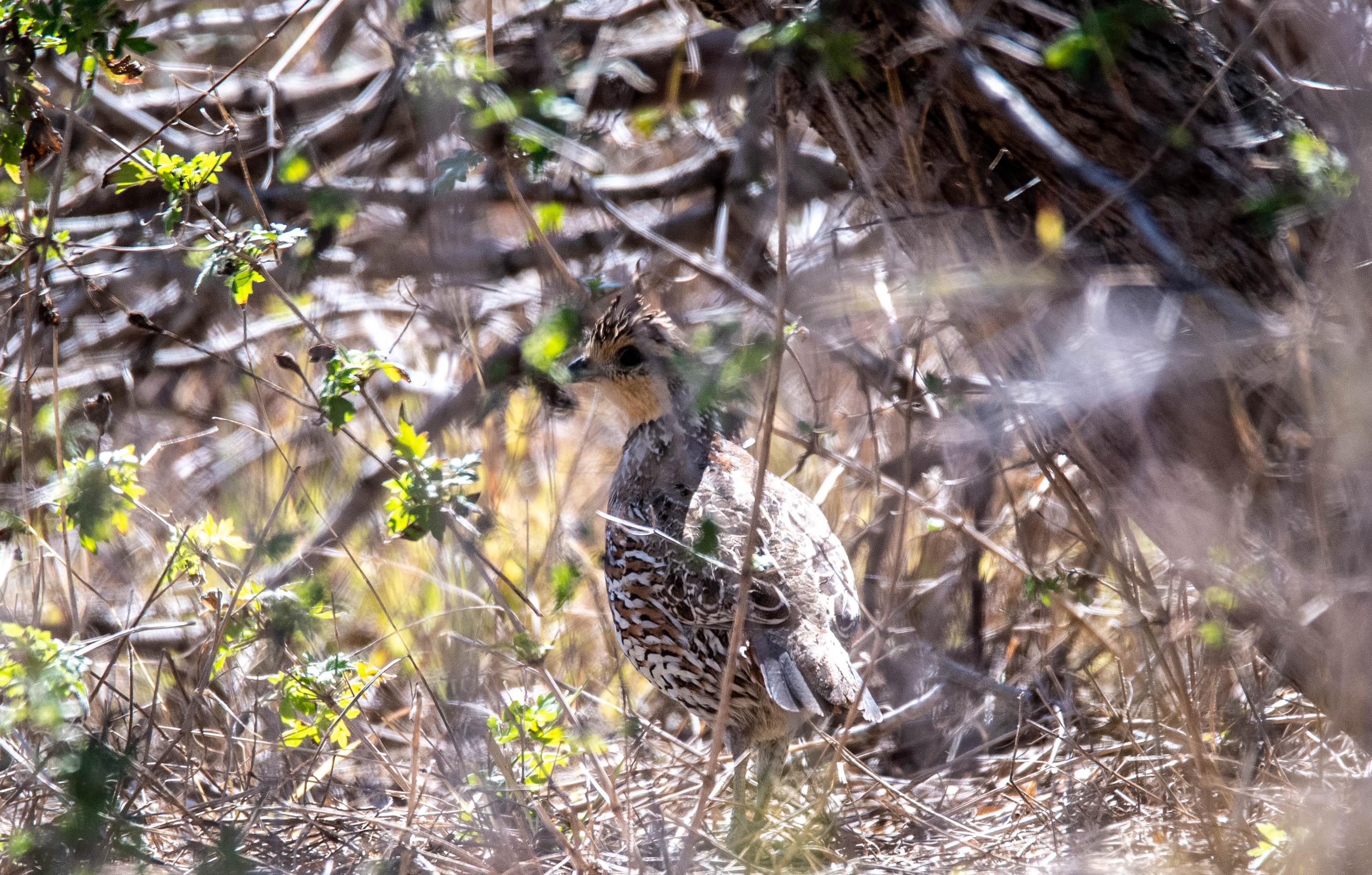 1,309 Acres, FM1873, Three Rivers, TX 78071 Land and Farm