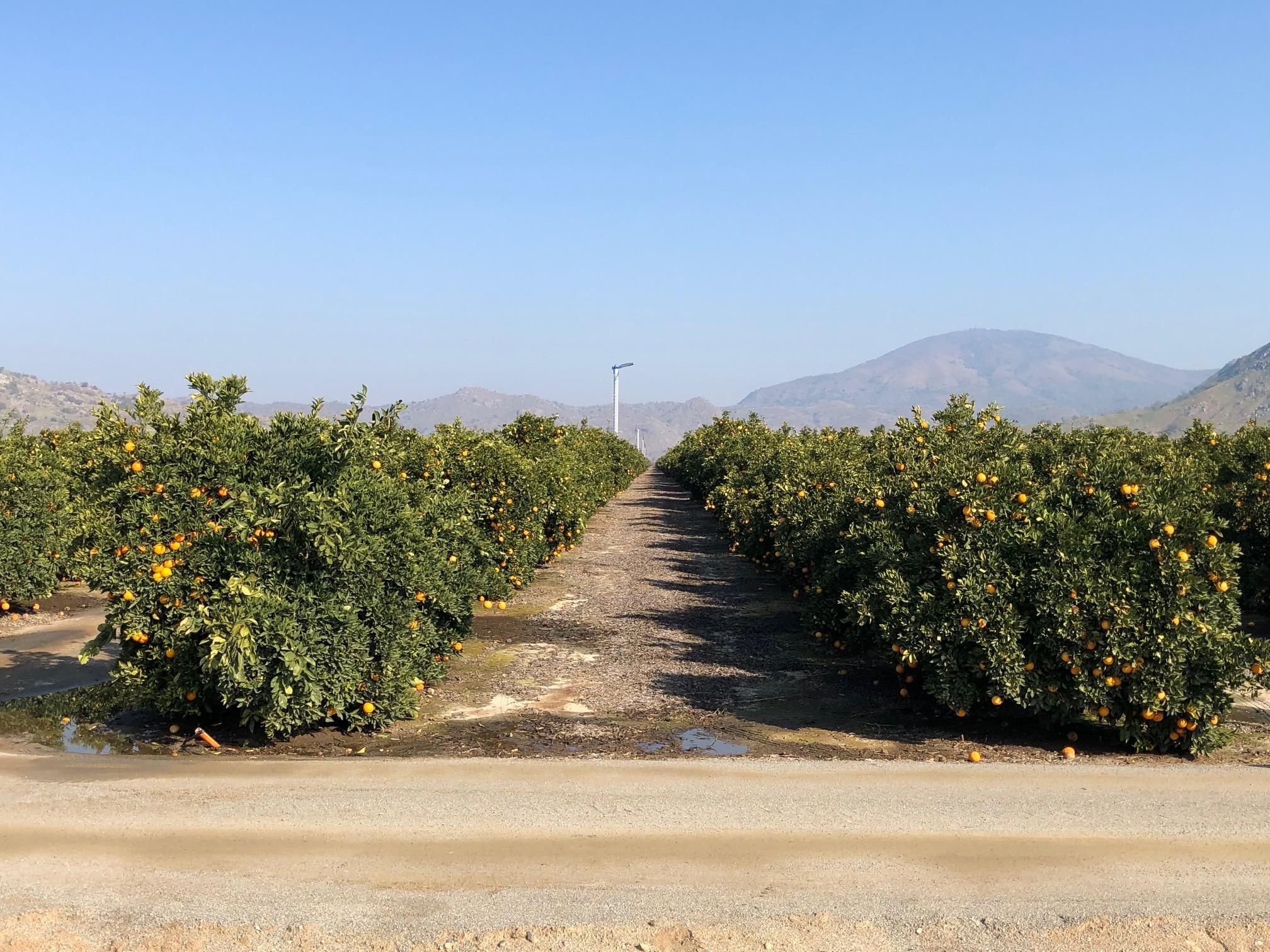 180 acres in Orange Cove, CA, 93646 Land and Farm