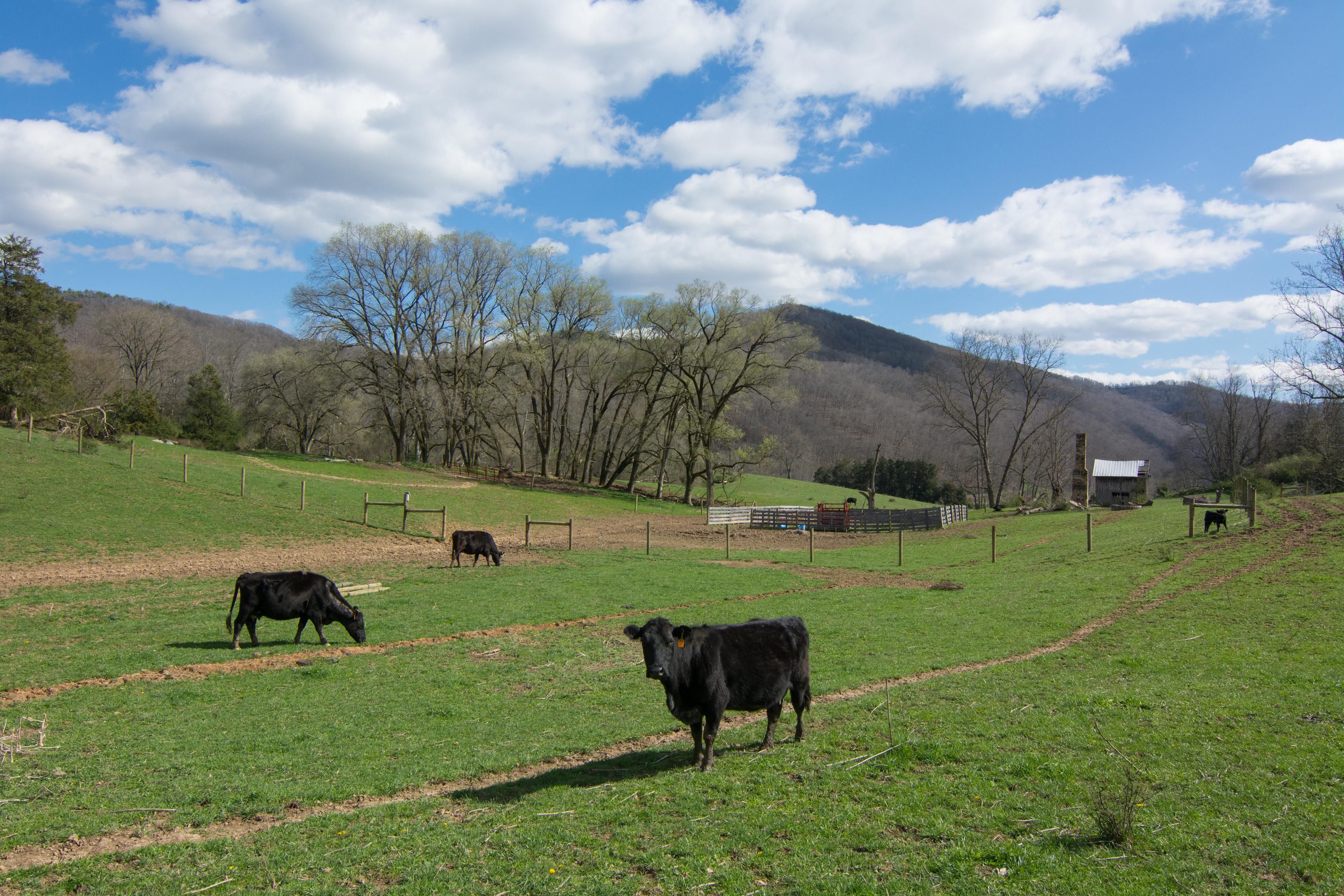 Old Asbury Road, Asbury, WV 24916 MLS 20502 Old Asbury Road Land