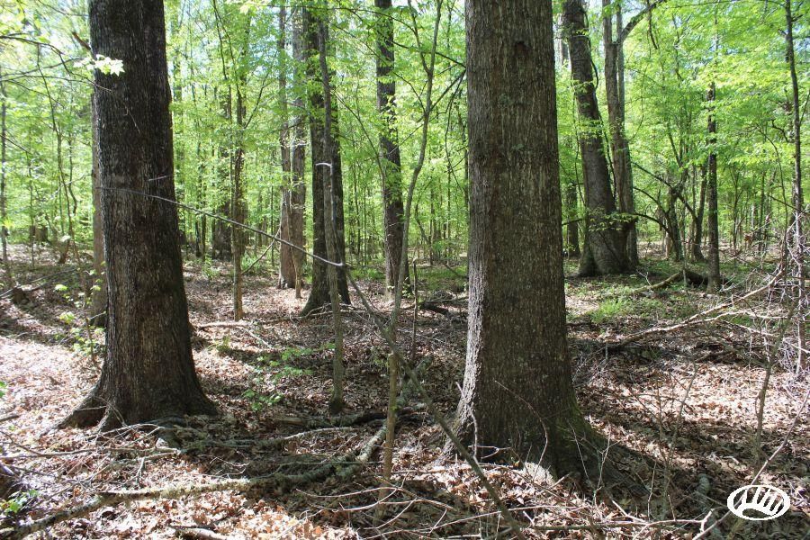 172.86 Acres, MS Highway 28, LotWP01, Fayette, MS 39069 Land and Farm