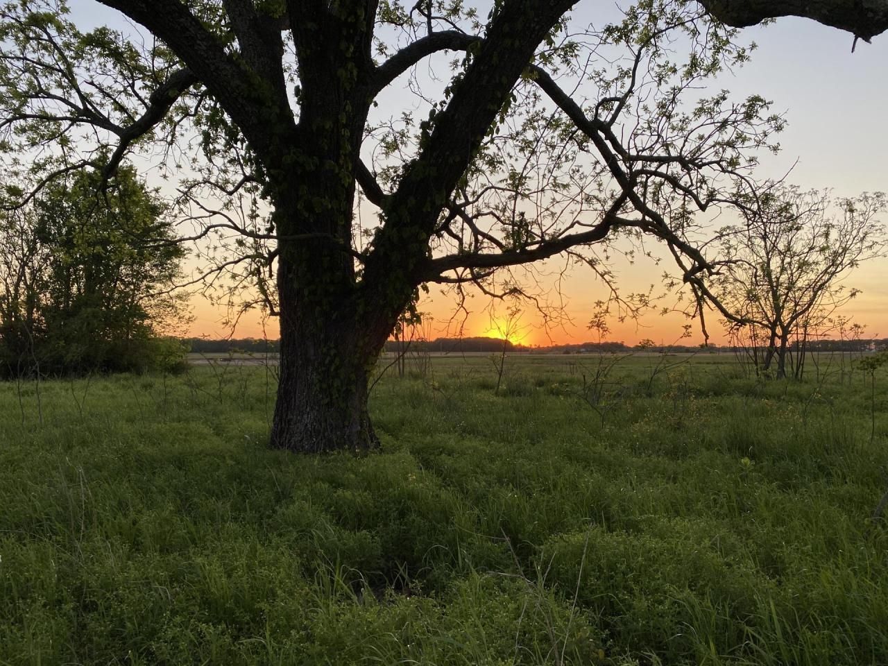 295 acres in Hickory Plains, AR, 72040 Land and Farm