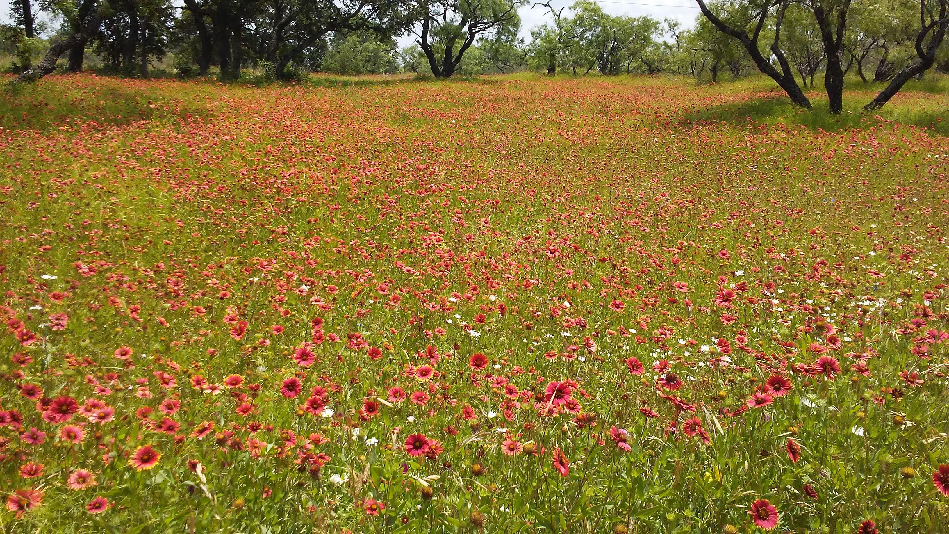 80 Acres, 4701 Co Rd 405, Castell, TX 76831 Land and Farm