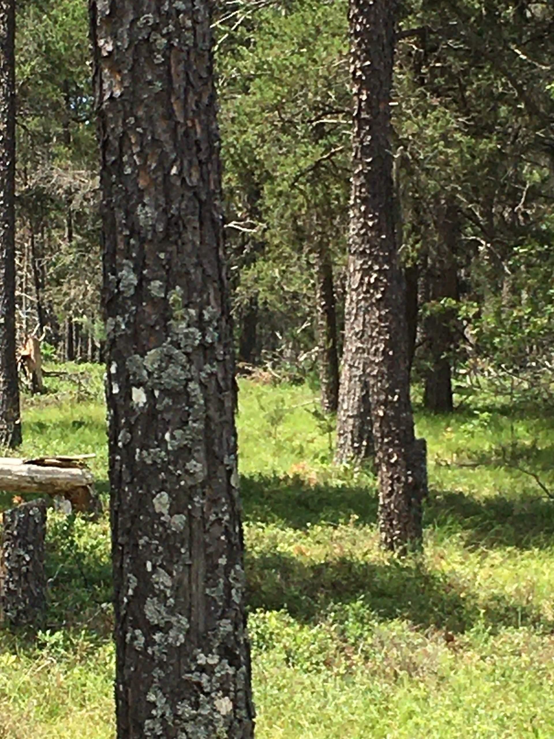 3050 Stephan Bridge, LOTWP001, Grayling, MI 49738 Land and Farm