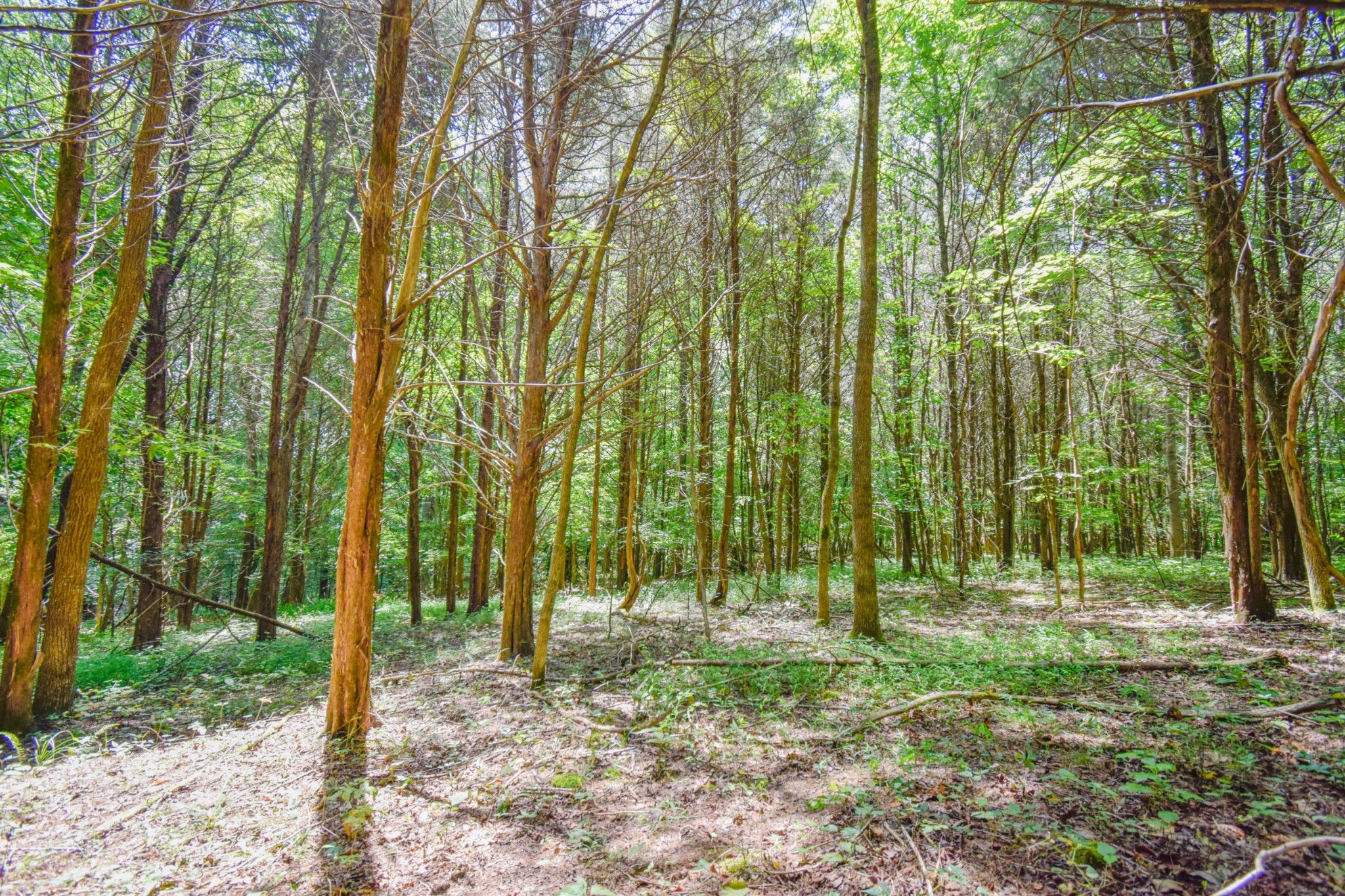 7.8 Acres, 850 Hickory Point Rd., Clarksville, TN 37043 Land and Farm