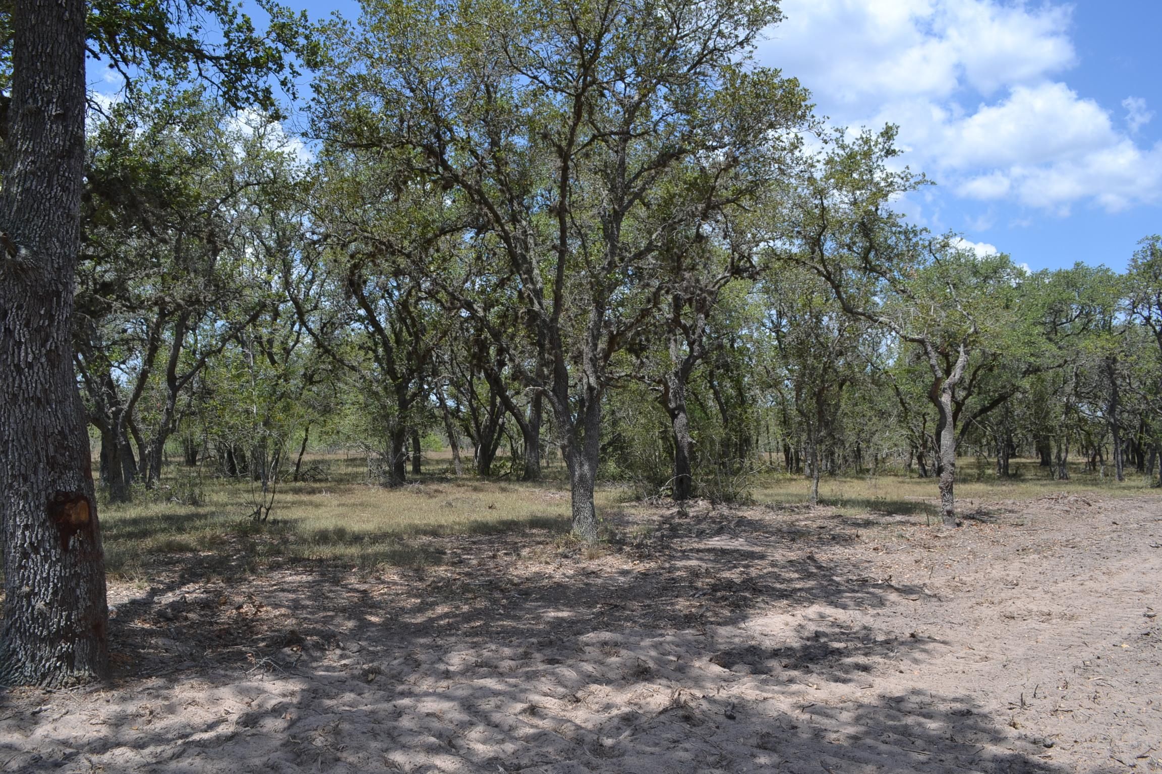 15 acres in Fannin, TX, 77960 MLS The Ranches of Quail Run Tract 1 Land and Farm