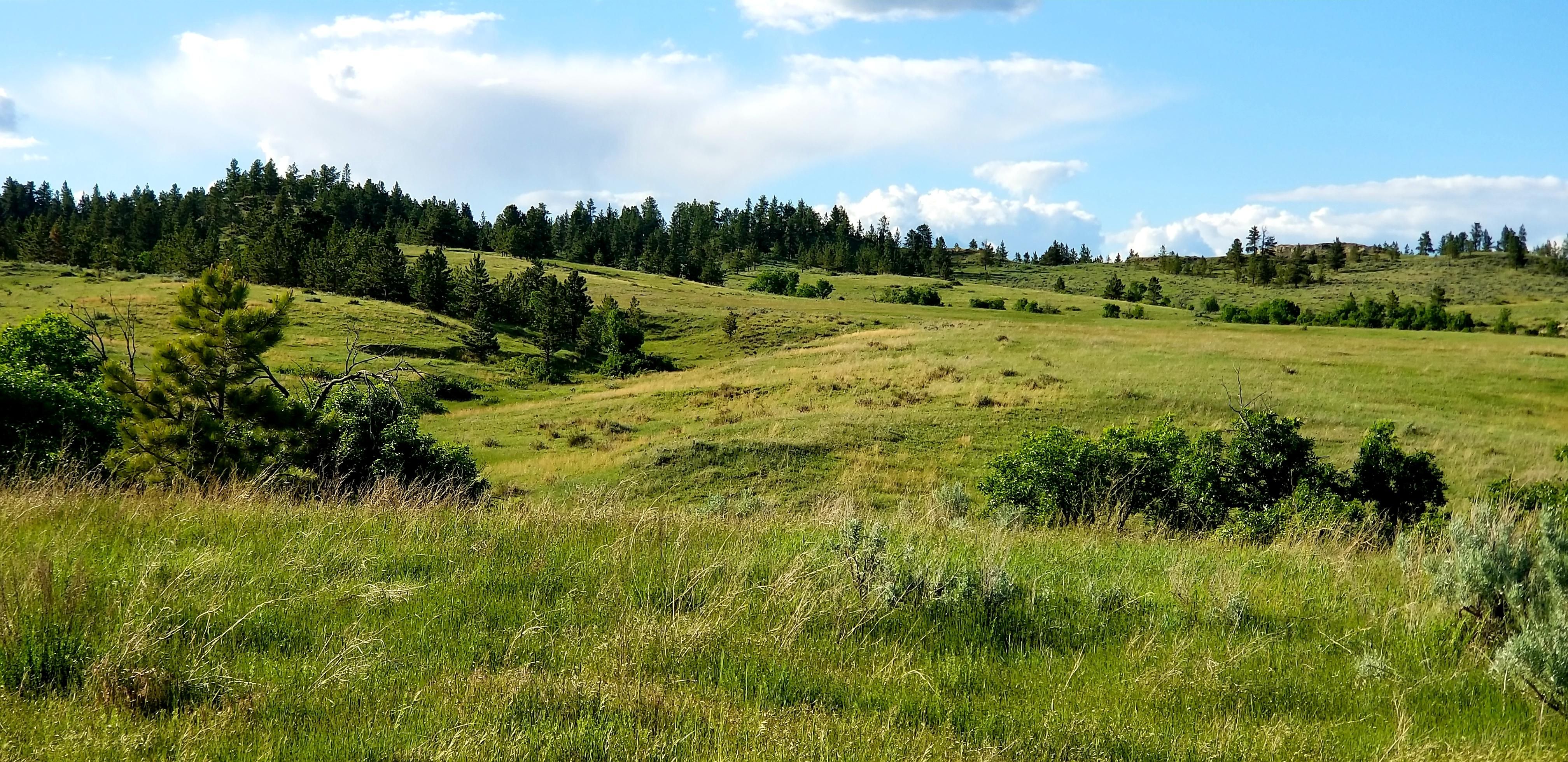 617 acres in MT, 59351 Land and Farm