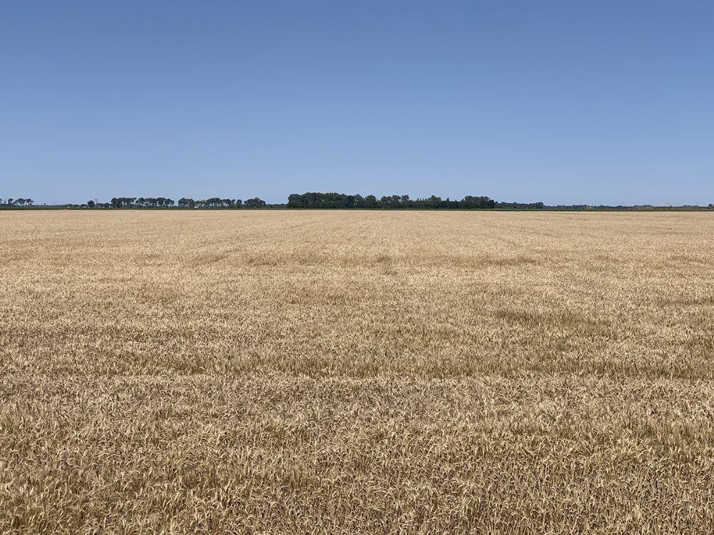 80 Acres, Felton, MN Land and Farm