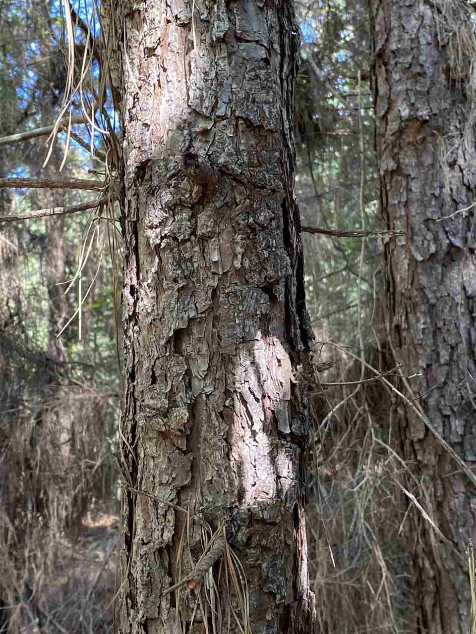 2 Acres, FM 555, Ore City, TX 756868292 Land and Farm