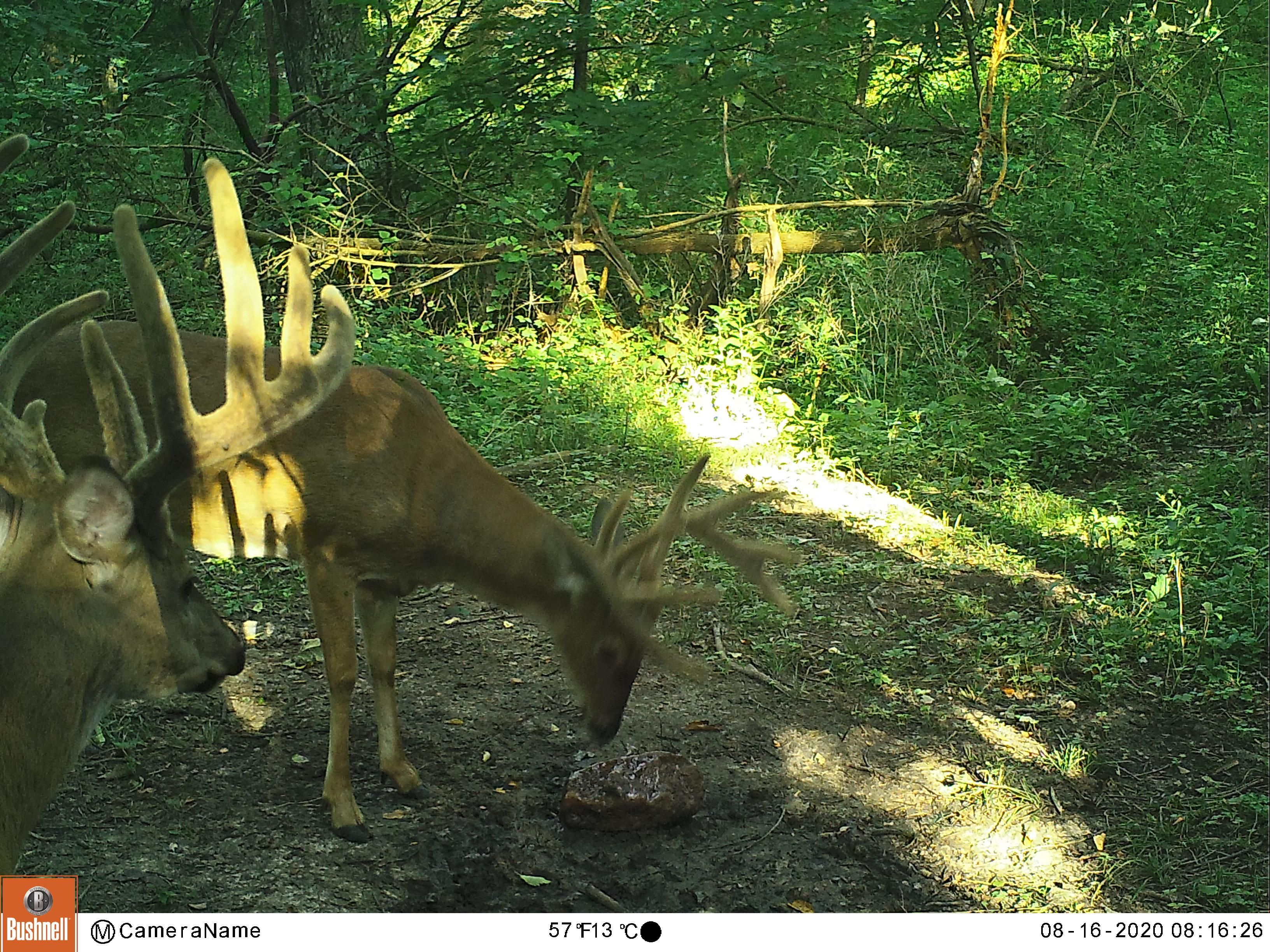99 Acres, 189th St, Albia, IA 52531 Land and Farm