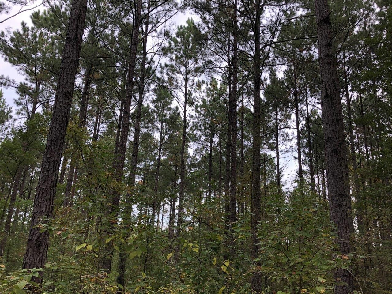47 Acres, Point Cedar, AR 71929 Land and Farm