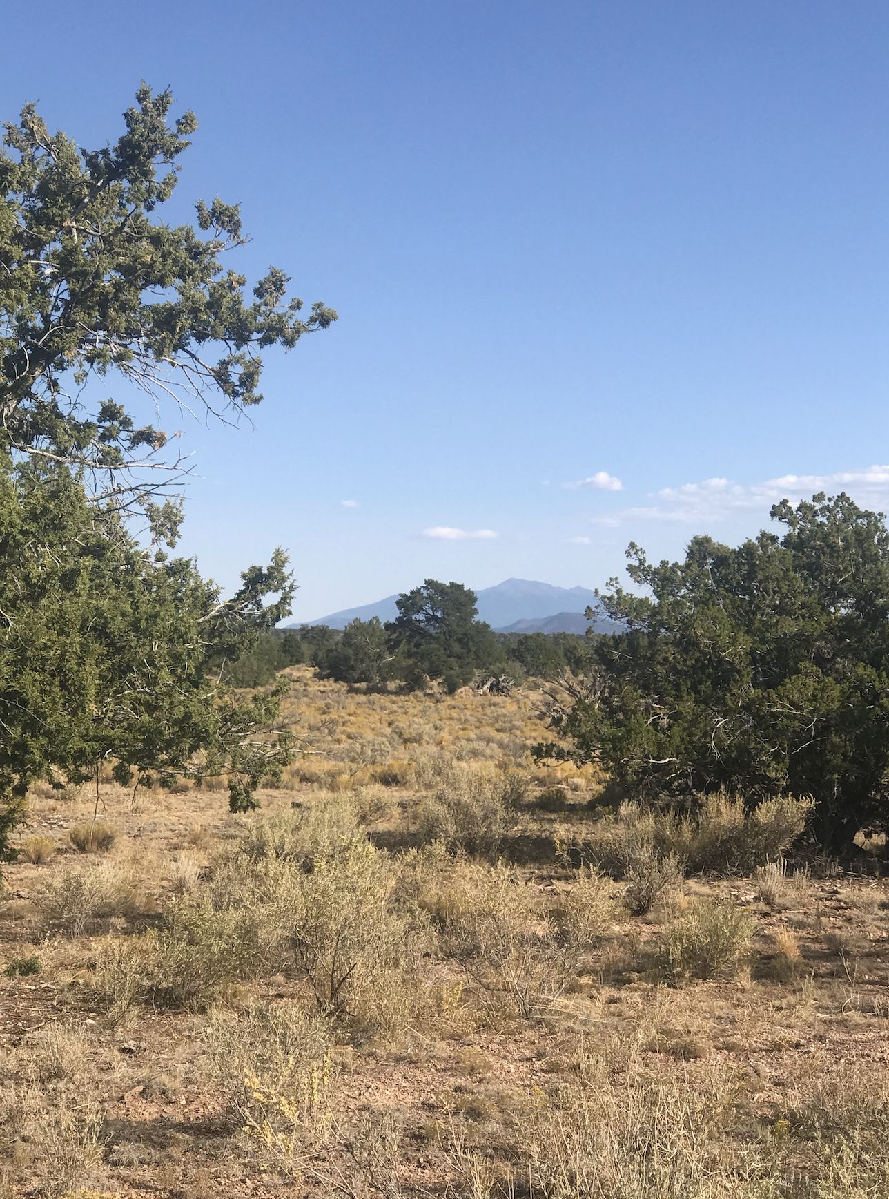 36.03 Acres, 4825 S. Rim Ranch Rd., Williams, AZ 86046 Land and Farm