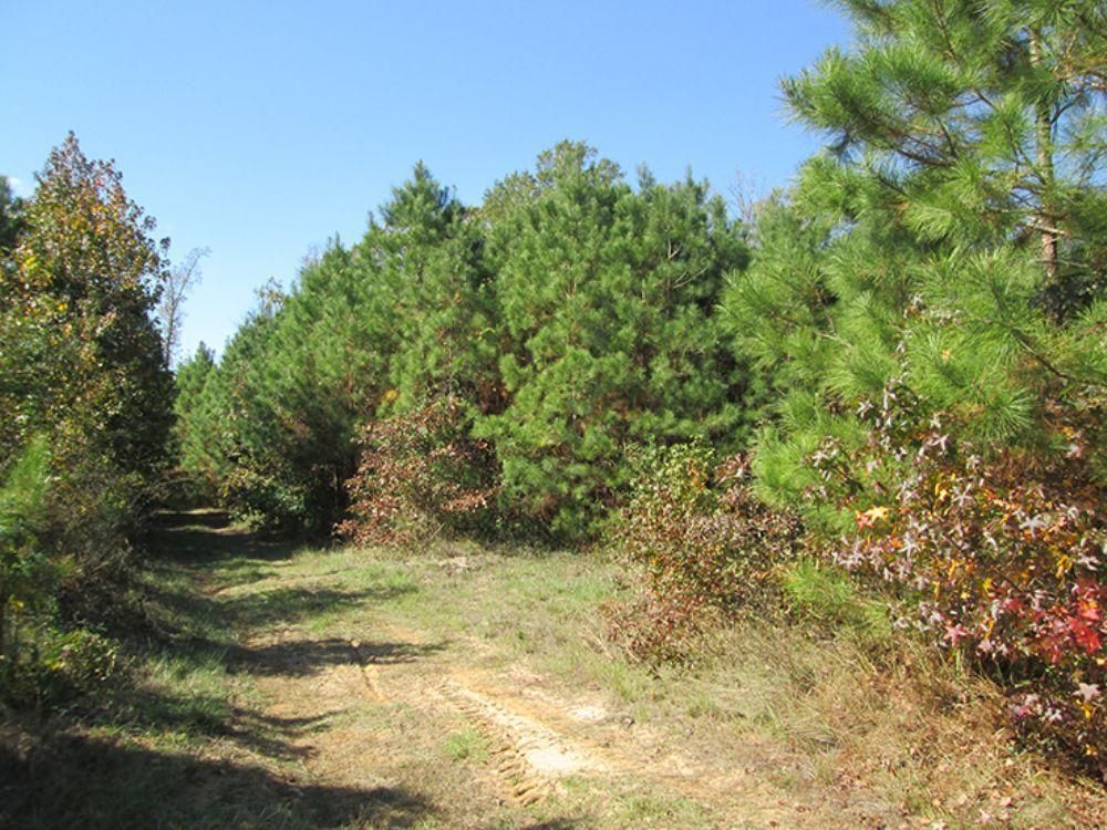 253.09 Acres, Reklaw, TX Land and Farm