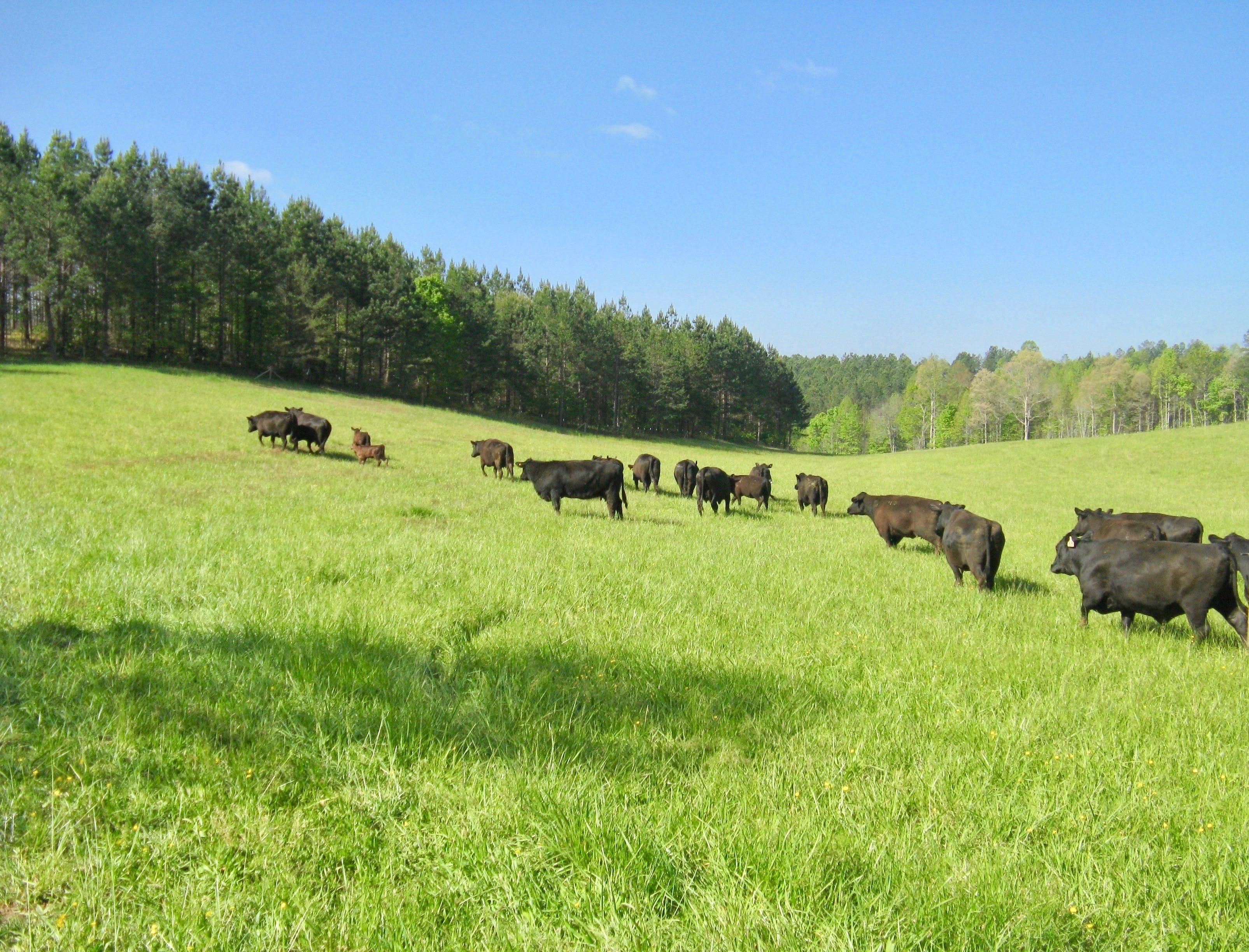 Battlecreek Road, Long Creek, SC 29658 Land and Farm