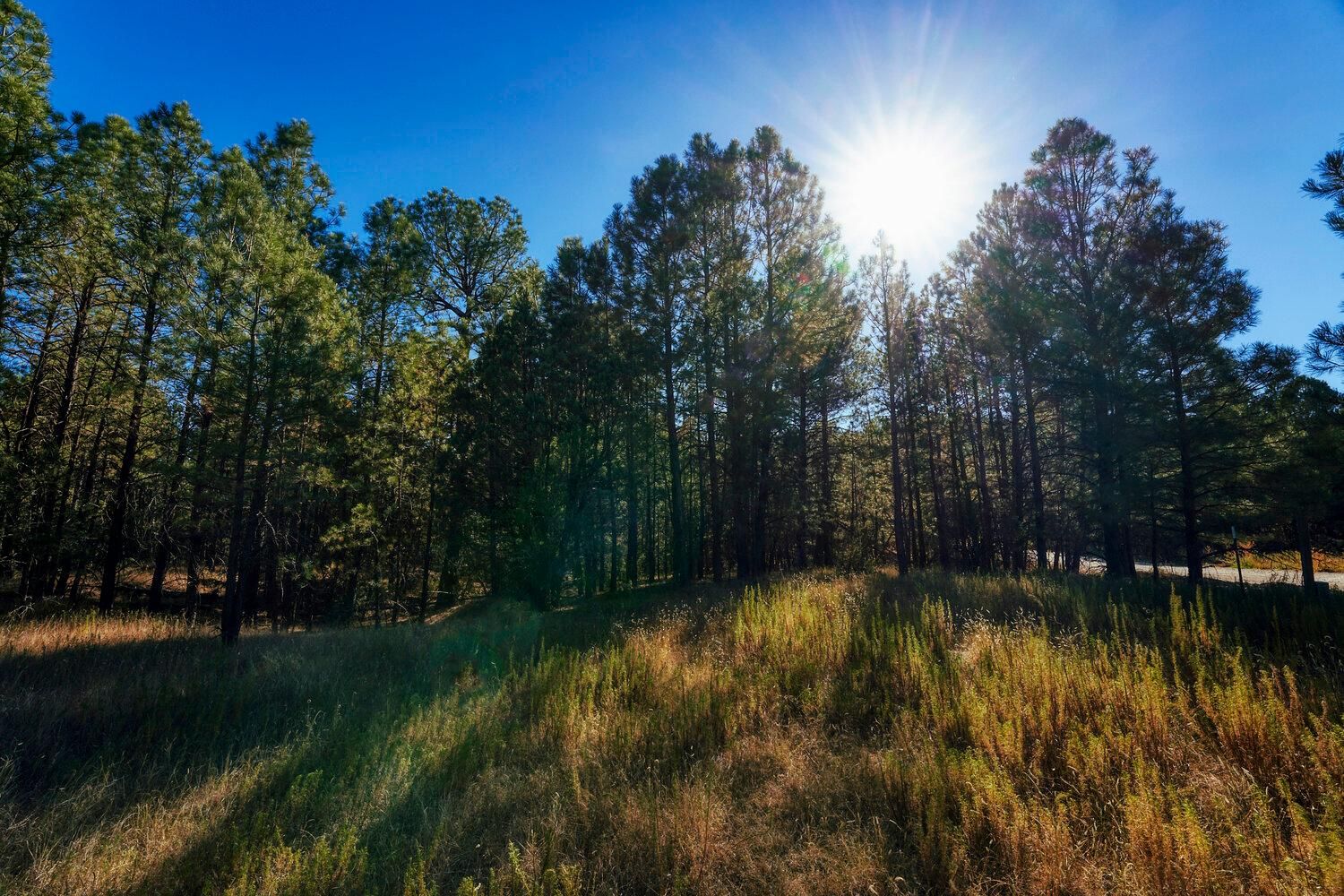 1.59 Acres, Timberon, NM 88350 Land and Farm