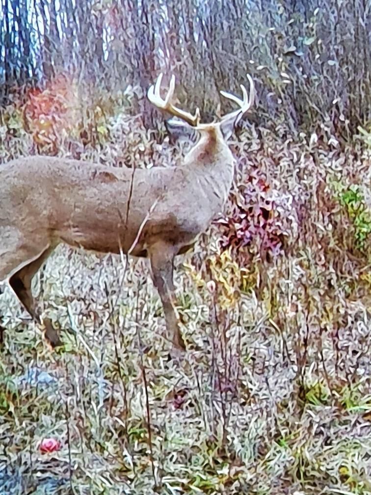 1490 U.S. 10, Sears, MI 49679 Land and Farm