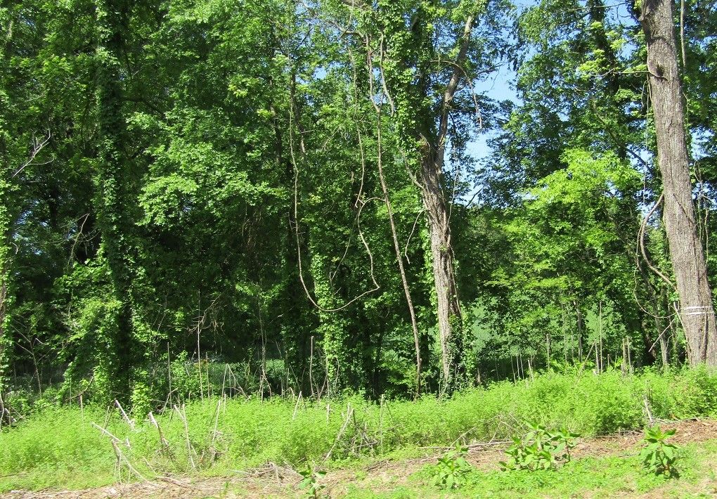 00 Elledge Ln, Muscle Shoals, AL 35661 MLS 166495 Land and Farm