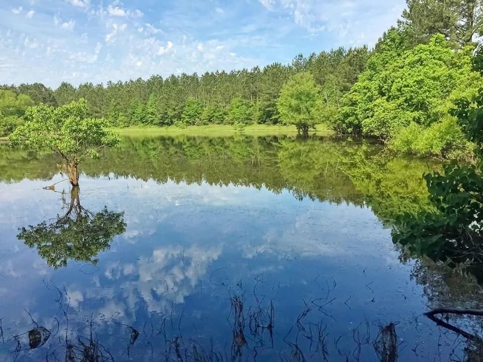 50 Acres, 000 Hwy 438, Angie, LA 70426 Land and Farm