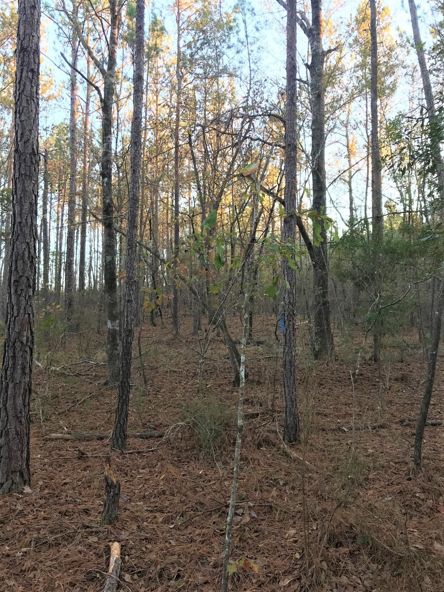 10 Acres, Eclectic, AL Land and Farm