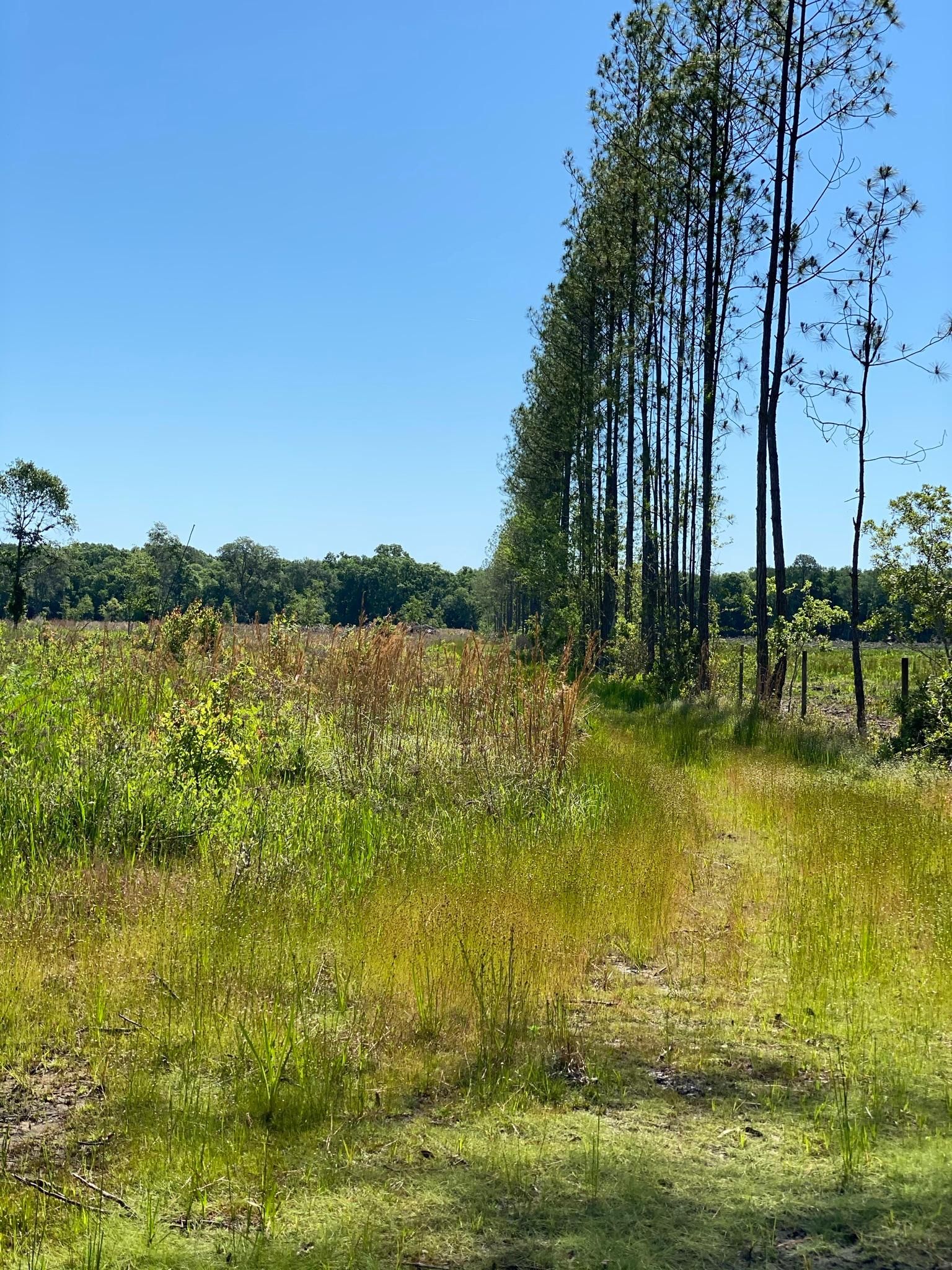 140 Acres, Southwest County Road 18, Brooker, FL 32622 Land and Farm