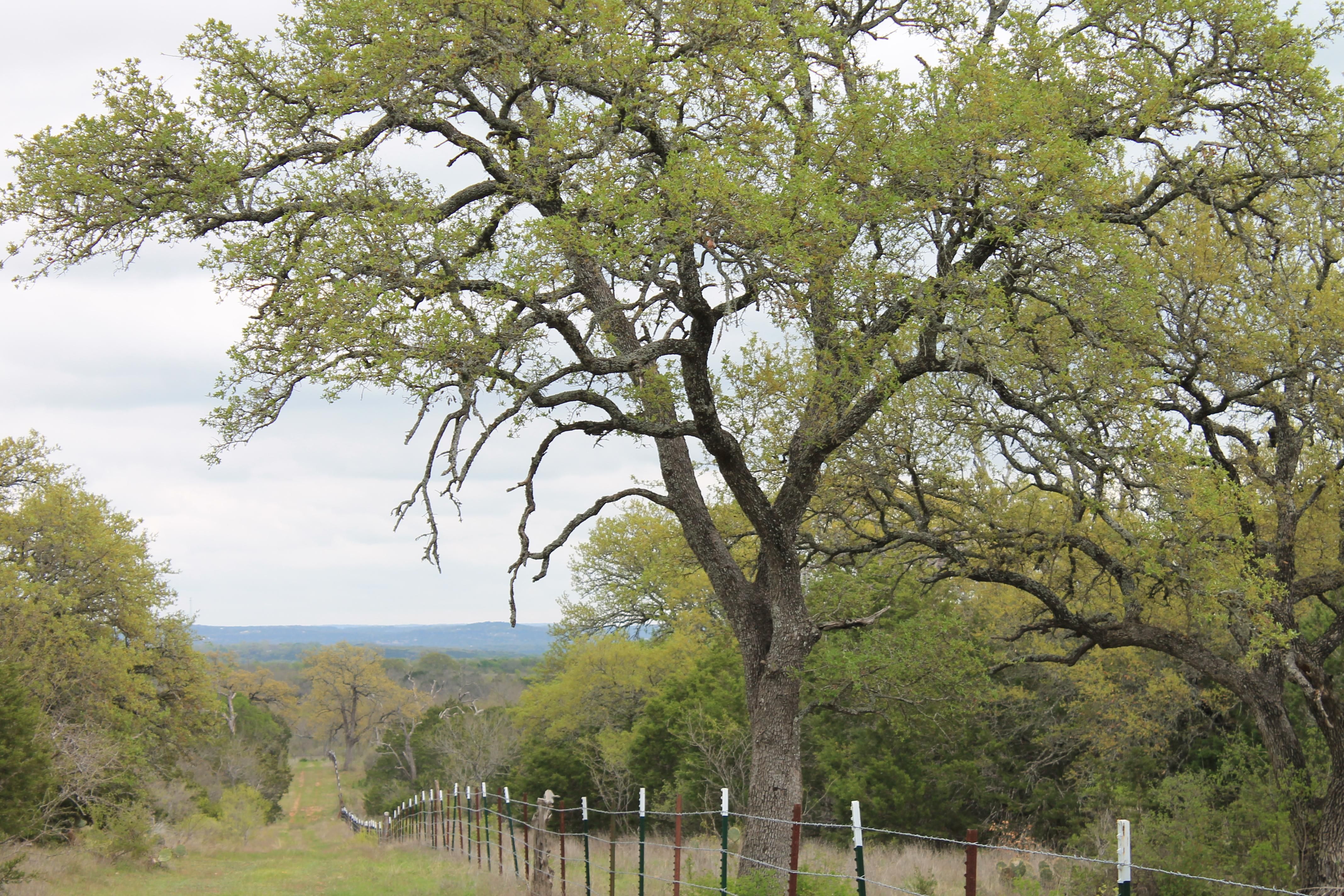 1033 Flying X Road, Spicewood, TX 78669 Land and Farm