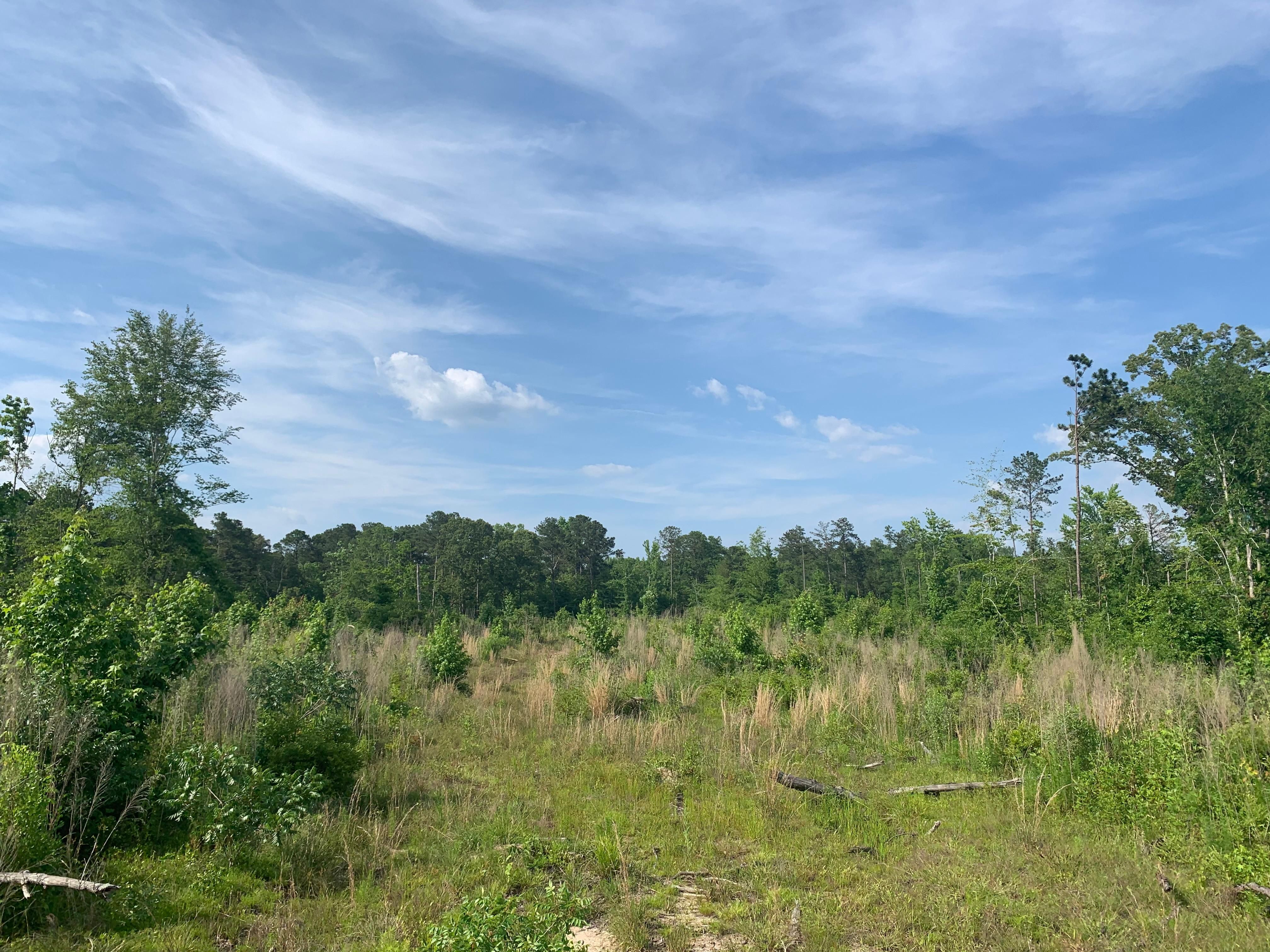 32 Acres, Raven Rd, Greensboro, AL 36744 Land and Farm