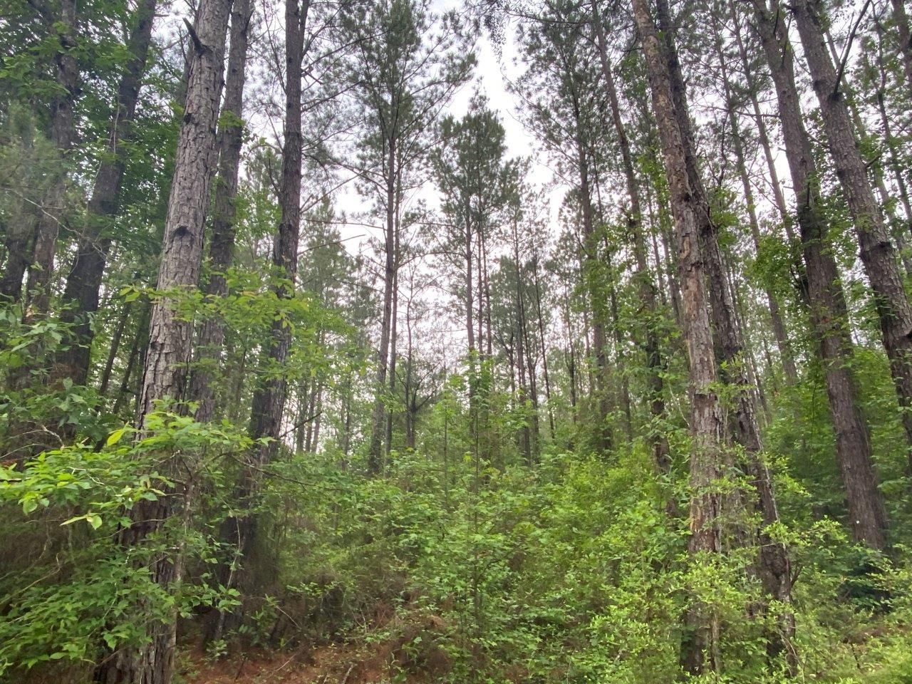 Welka Road, Flomaton, AL 36441 Land and Farm