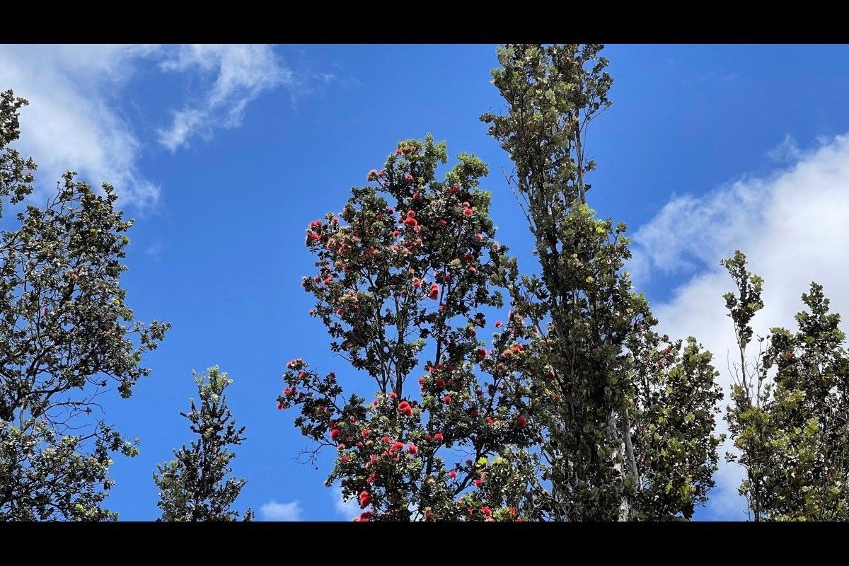 3 Acres, 41ST AVE, Kurtistown, HI 96760 Land and Farm