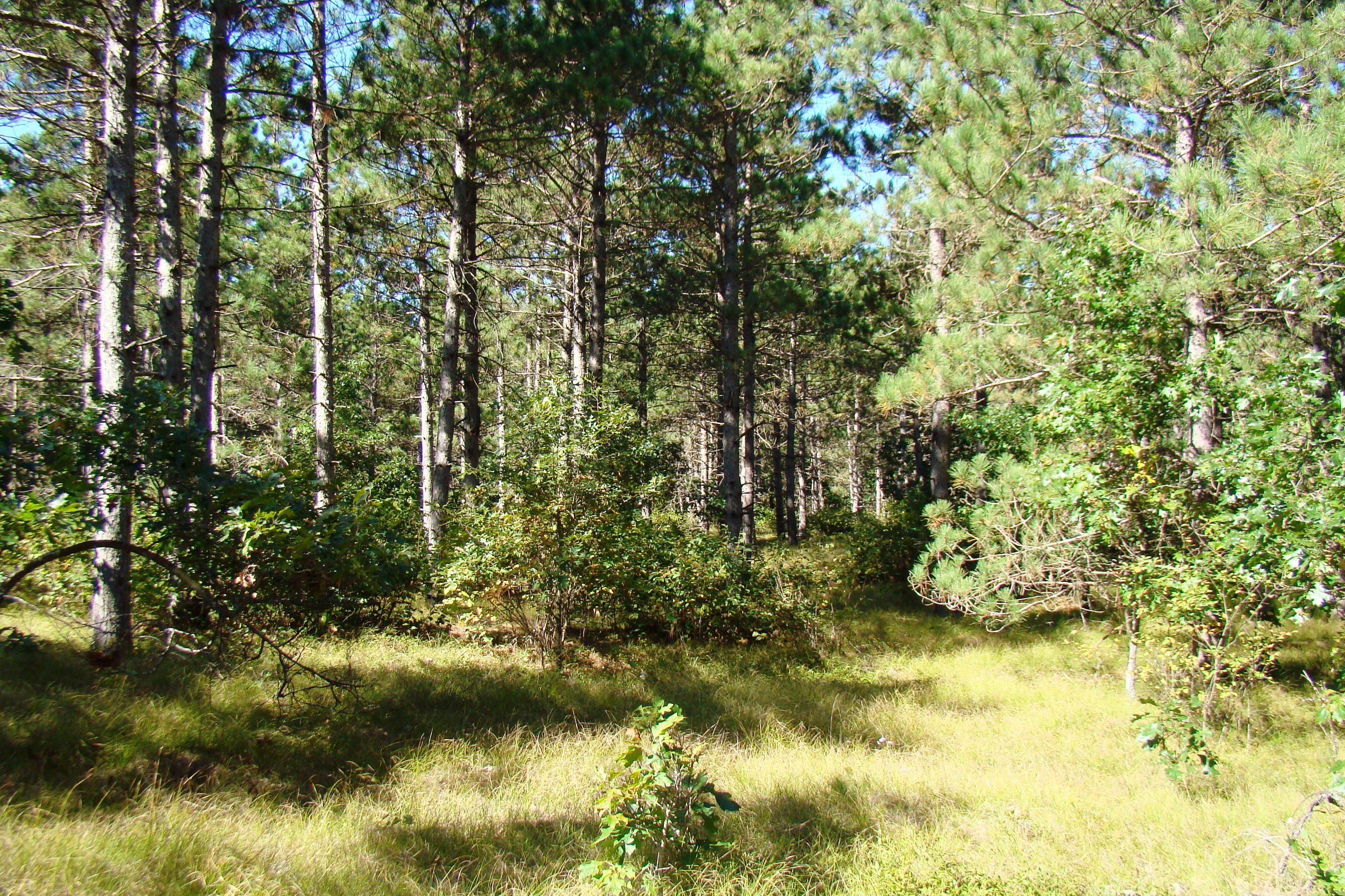 8 Acres, 14th Ave, Rome, WI 54457 Land and Farm