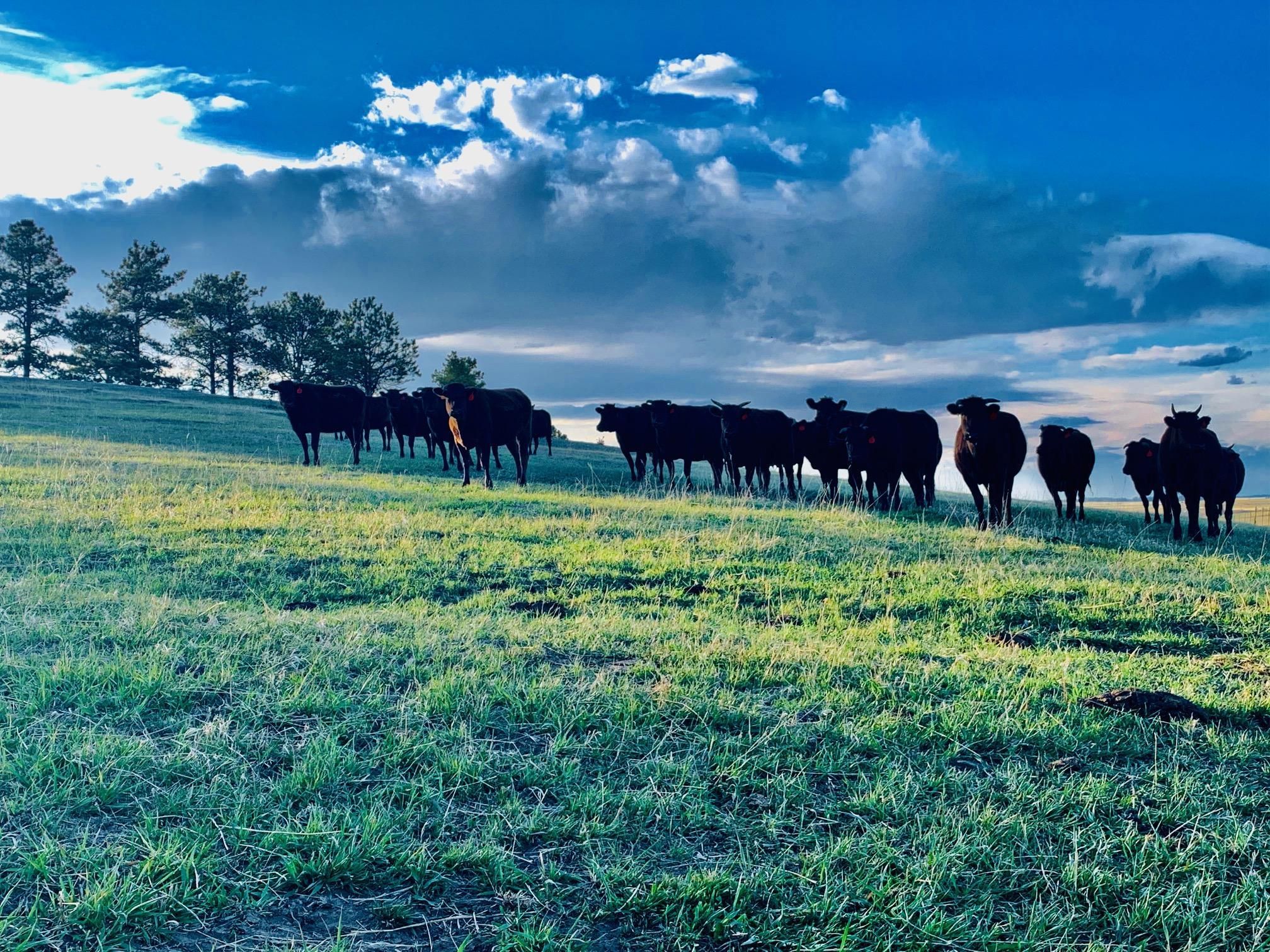 35 Acres, 004 County Road 17/21, Elizabeth, CO 80107 Land and Farm