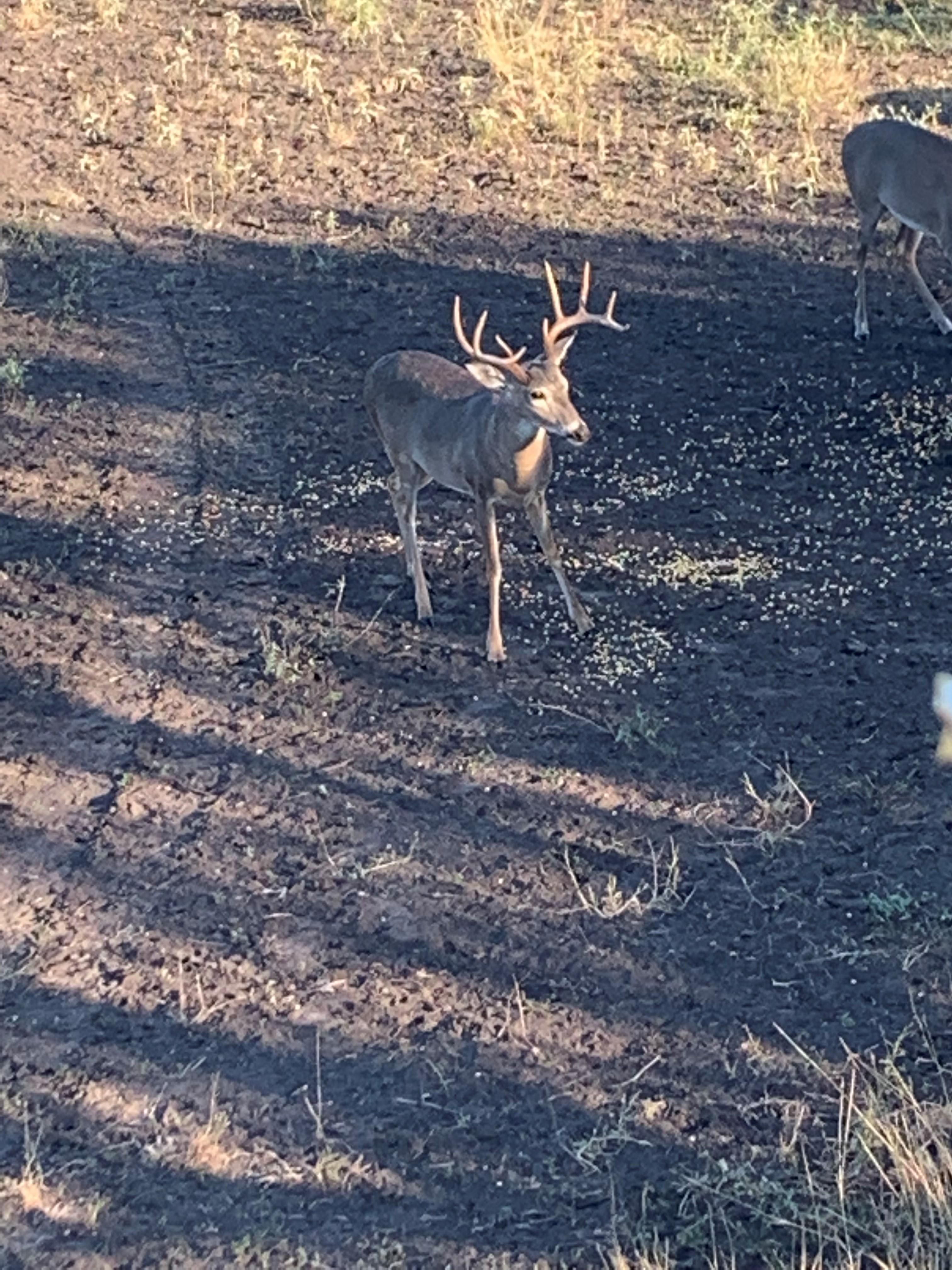 50 acres in Pawnee, TX, 78145 Land and Farm