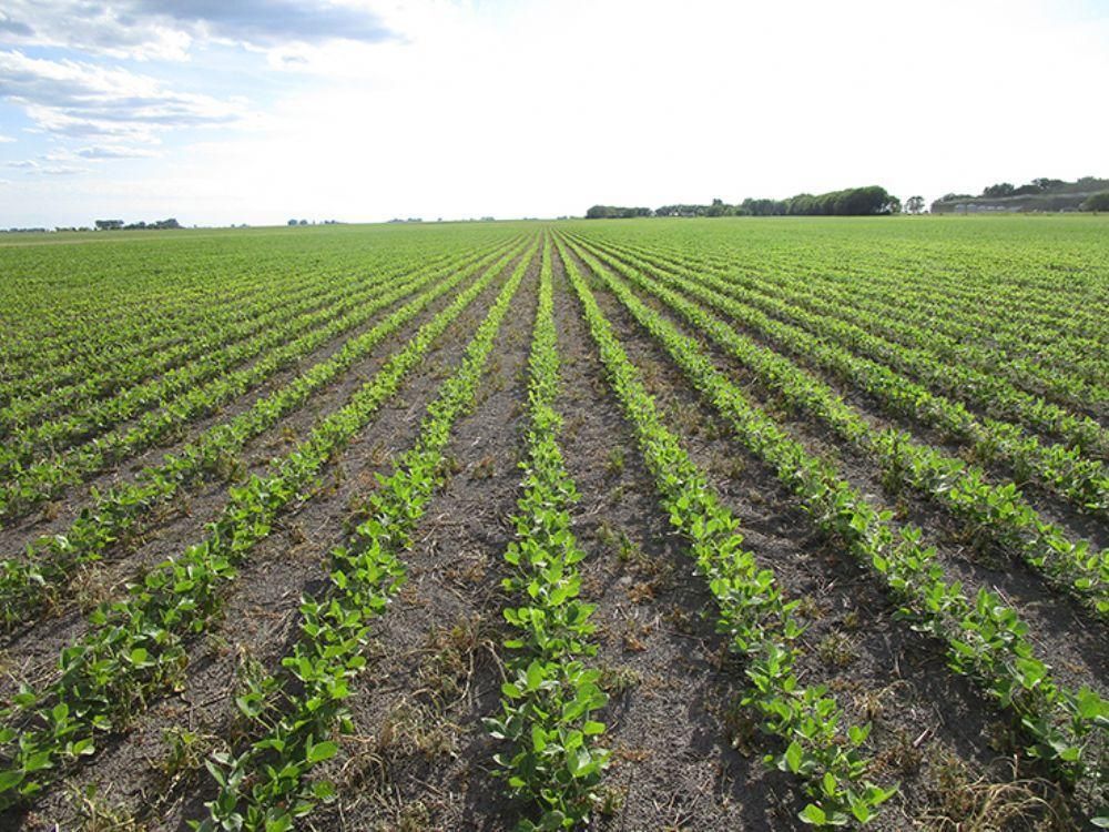 319.14 Acres, Ada, MN Land and Farm