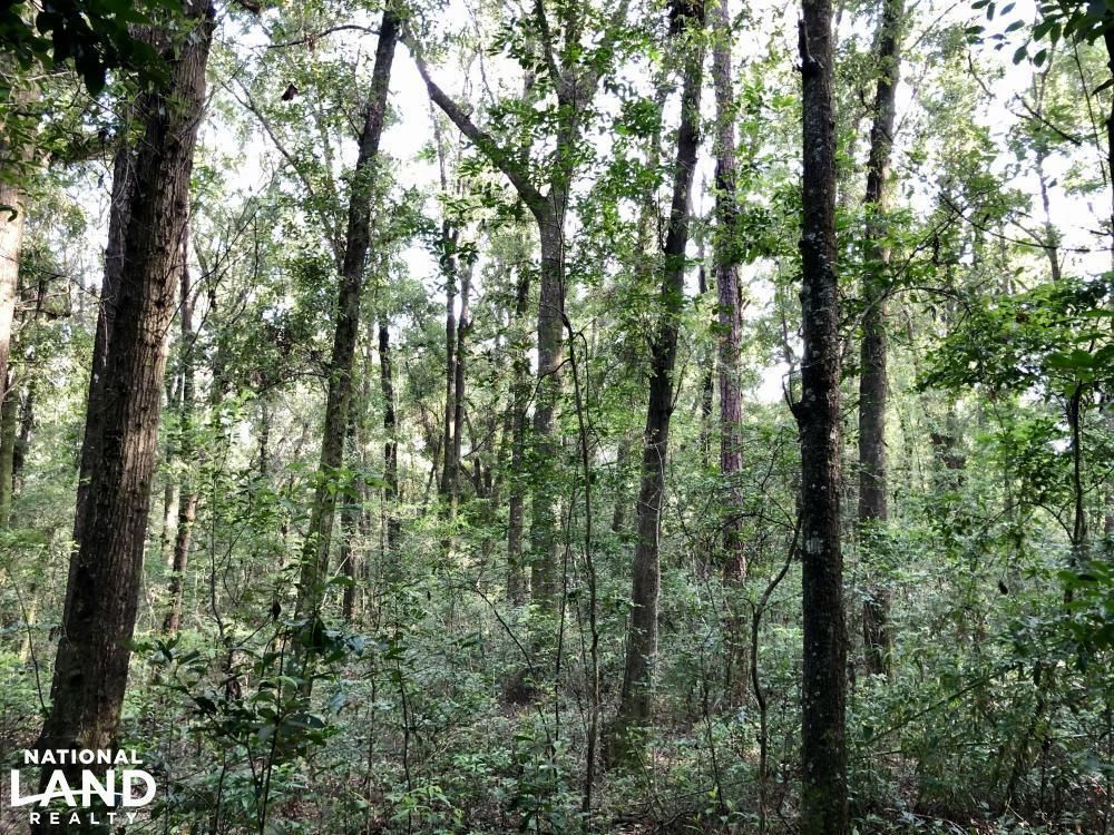 27.68 Acres, 0 Wolf Ridge Road, Mobile, AL 36618 Land and Farm