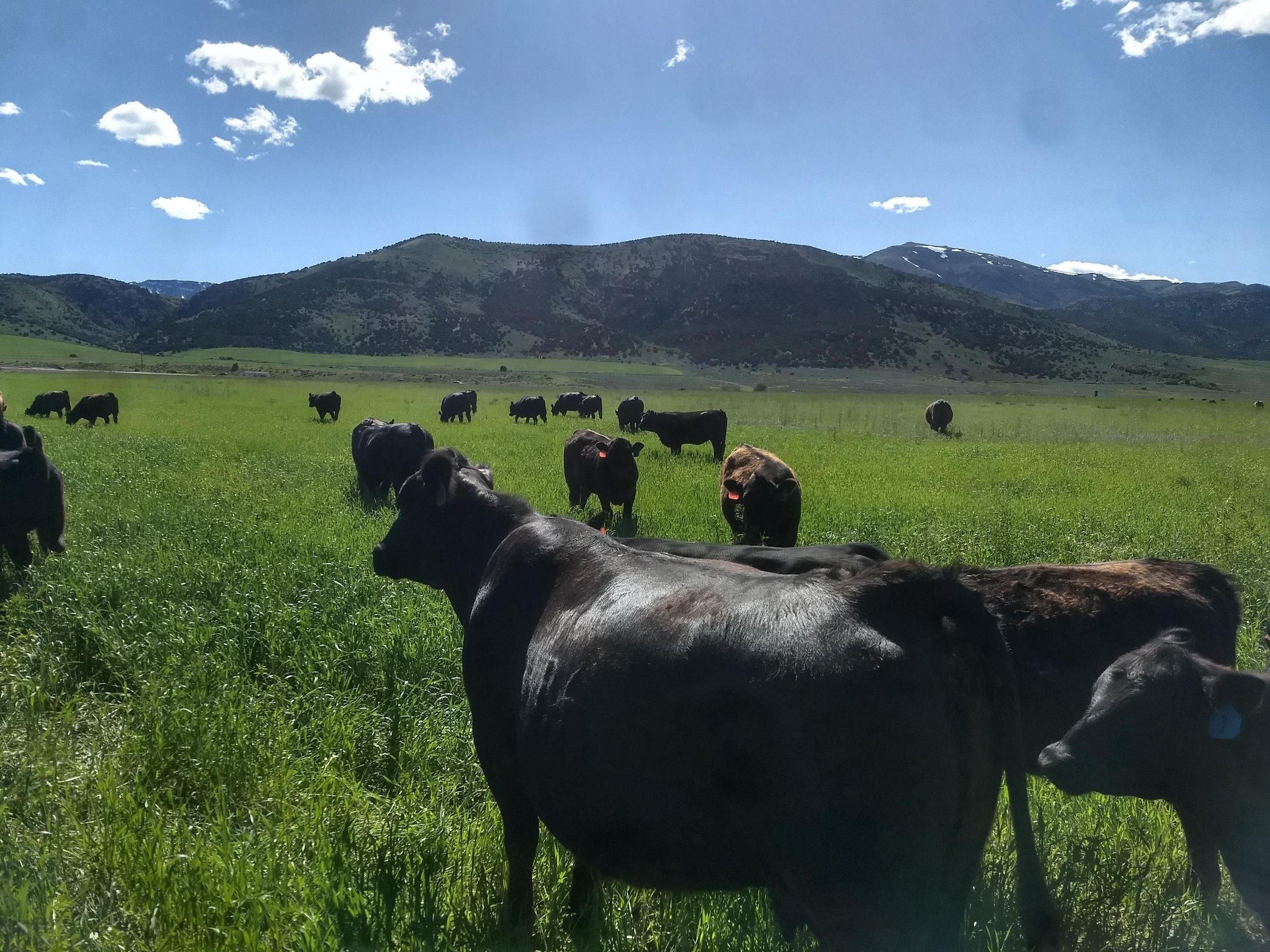 26755 South Old Malad Highway, Downey, ID 83234 MLS 1748630 Land