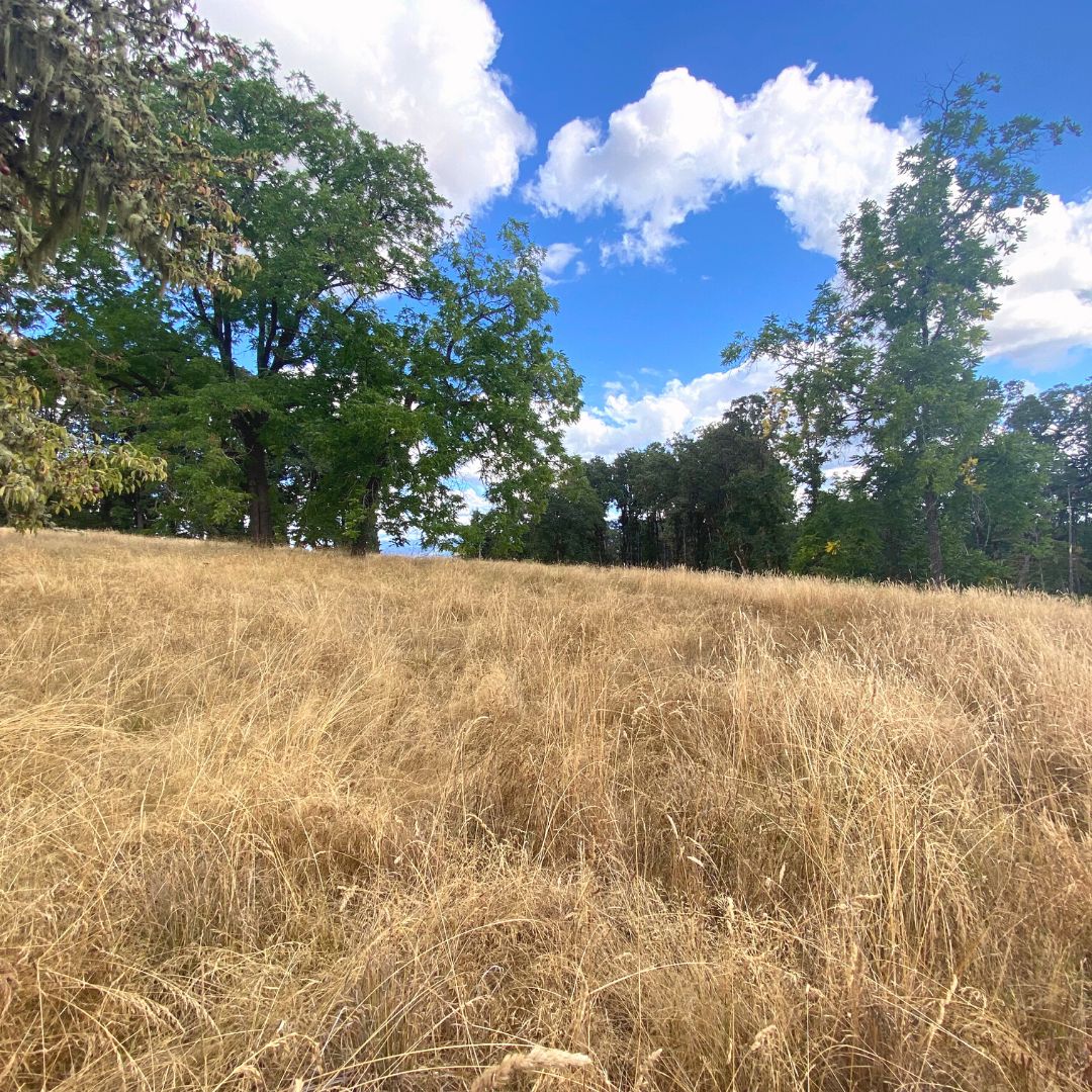 42820 Mount Pleasant Drive, Scio, OR 97374 MLS 782829 Land and Farm