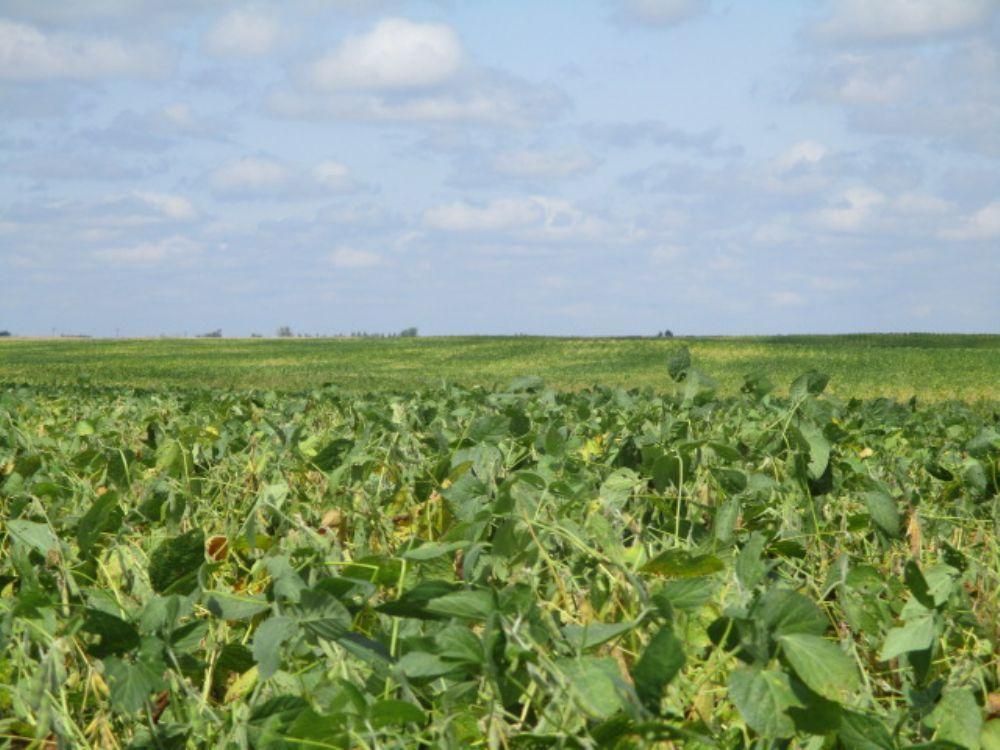 318.77 acres in Oakes, ND, Land and Farm