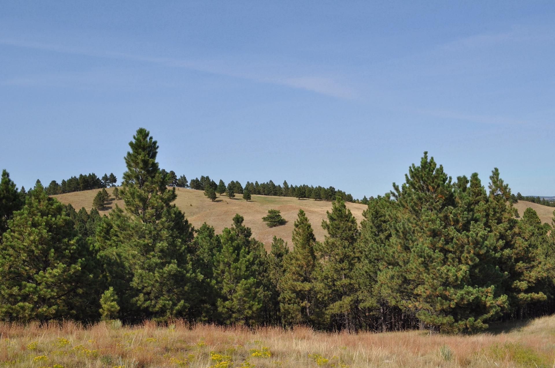 280 Acres, TBD Cobb Road, Hermosa, SD 57744 Land and Farm