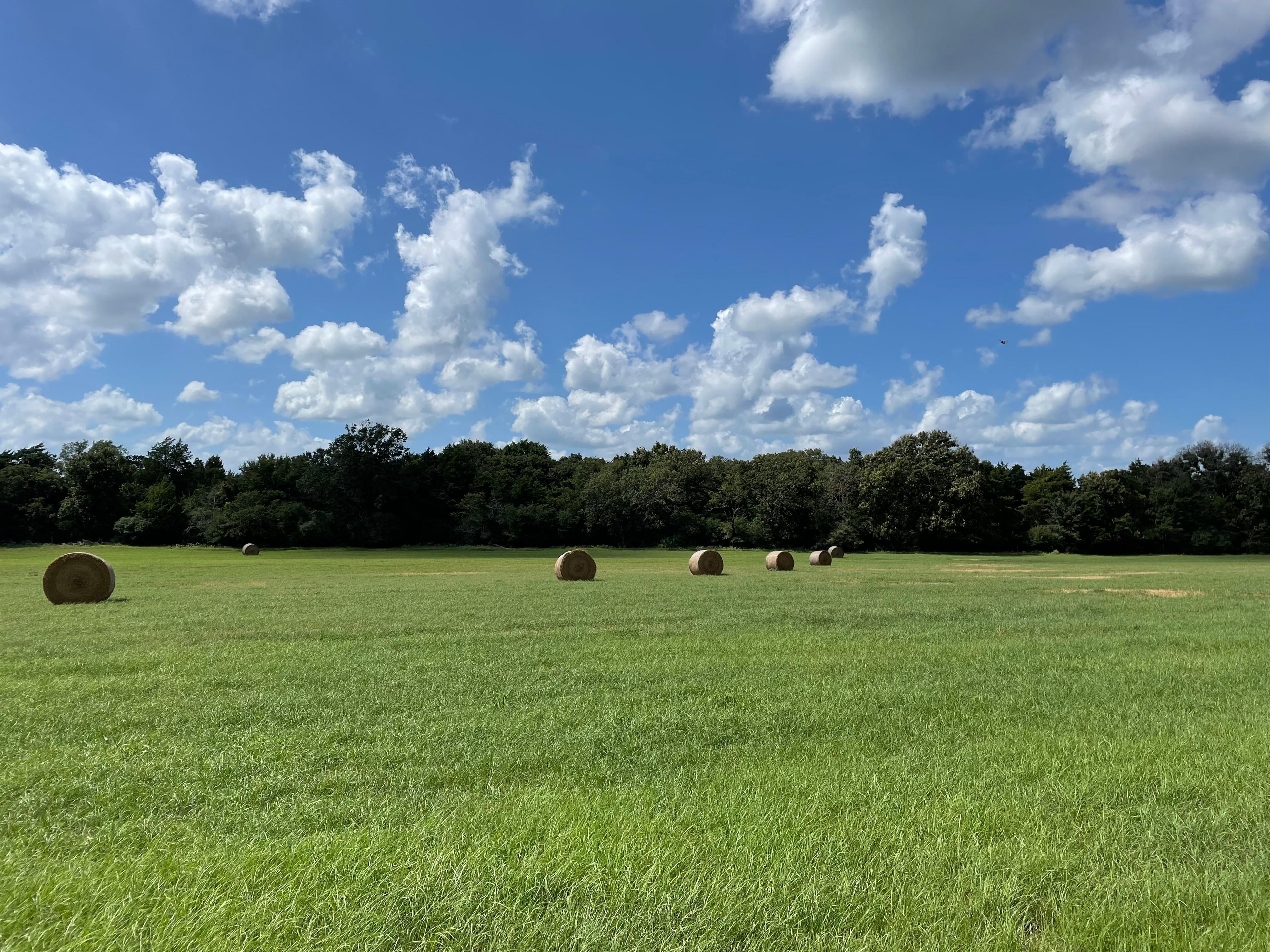 77.7 Acres, Montalba, TX 75853 Land and Farm