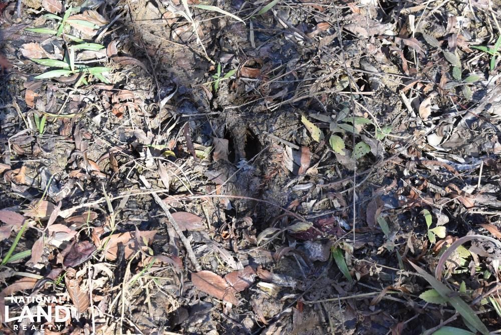 0 Lake Mary Rd., Woodville, MS 39669 Land and Farm