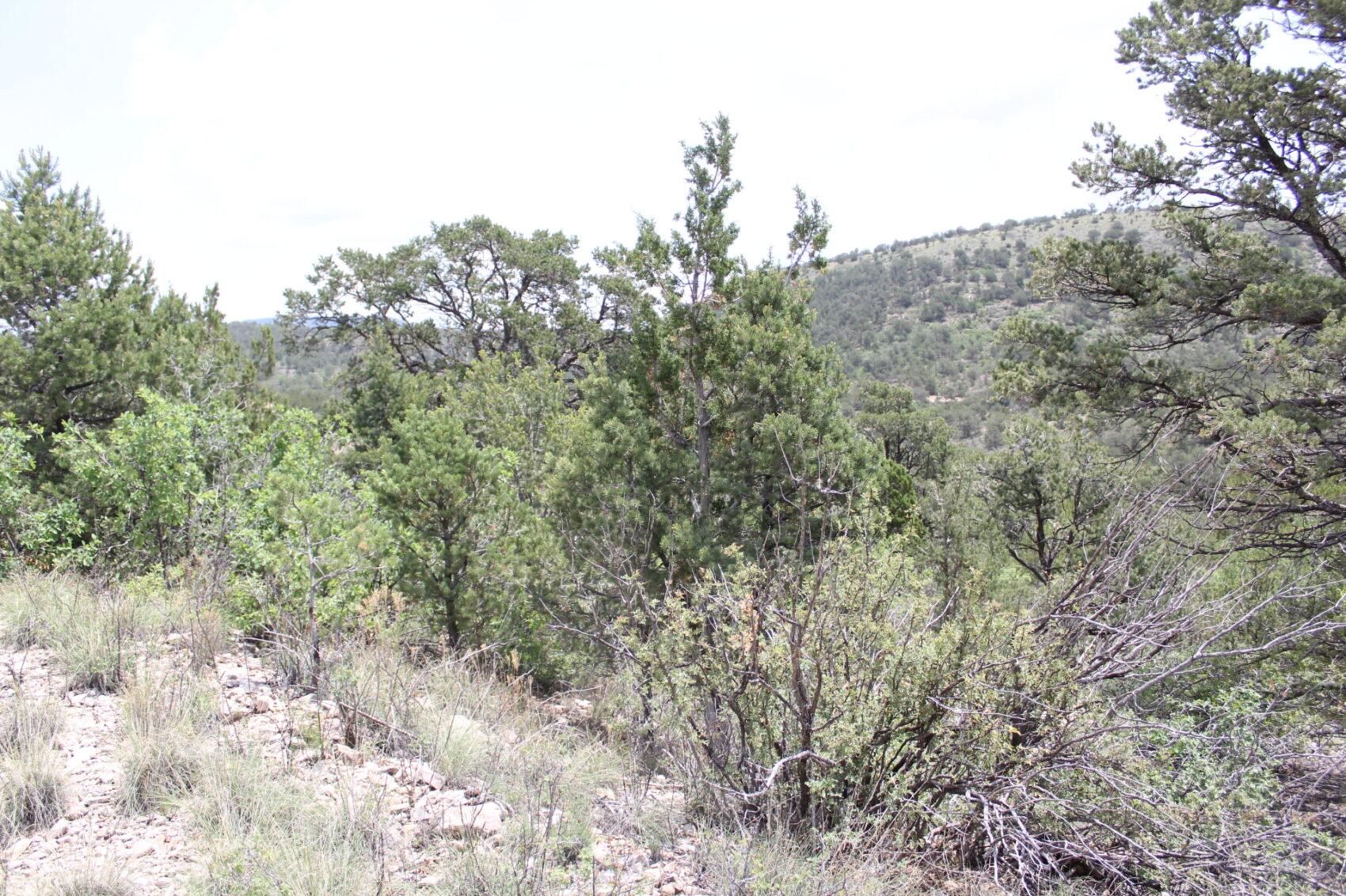 3.1 Acres, A5774, Timberon, NM 88350 Land and Farm