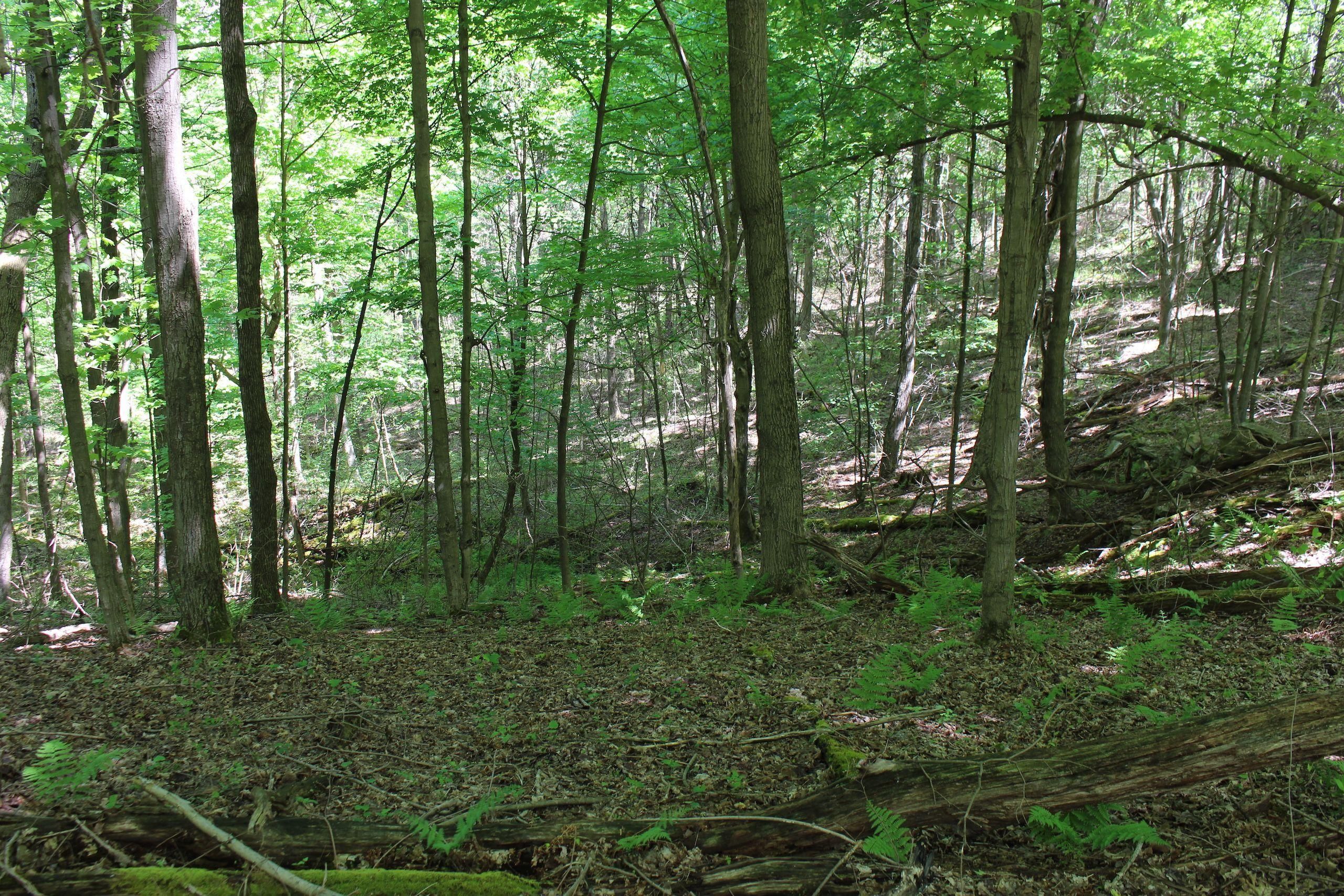 Dinnerbell Road, LotWP001, Markleysburg, PA 15459 Land and Farm
