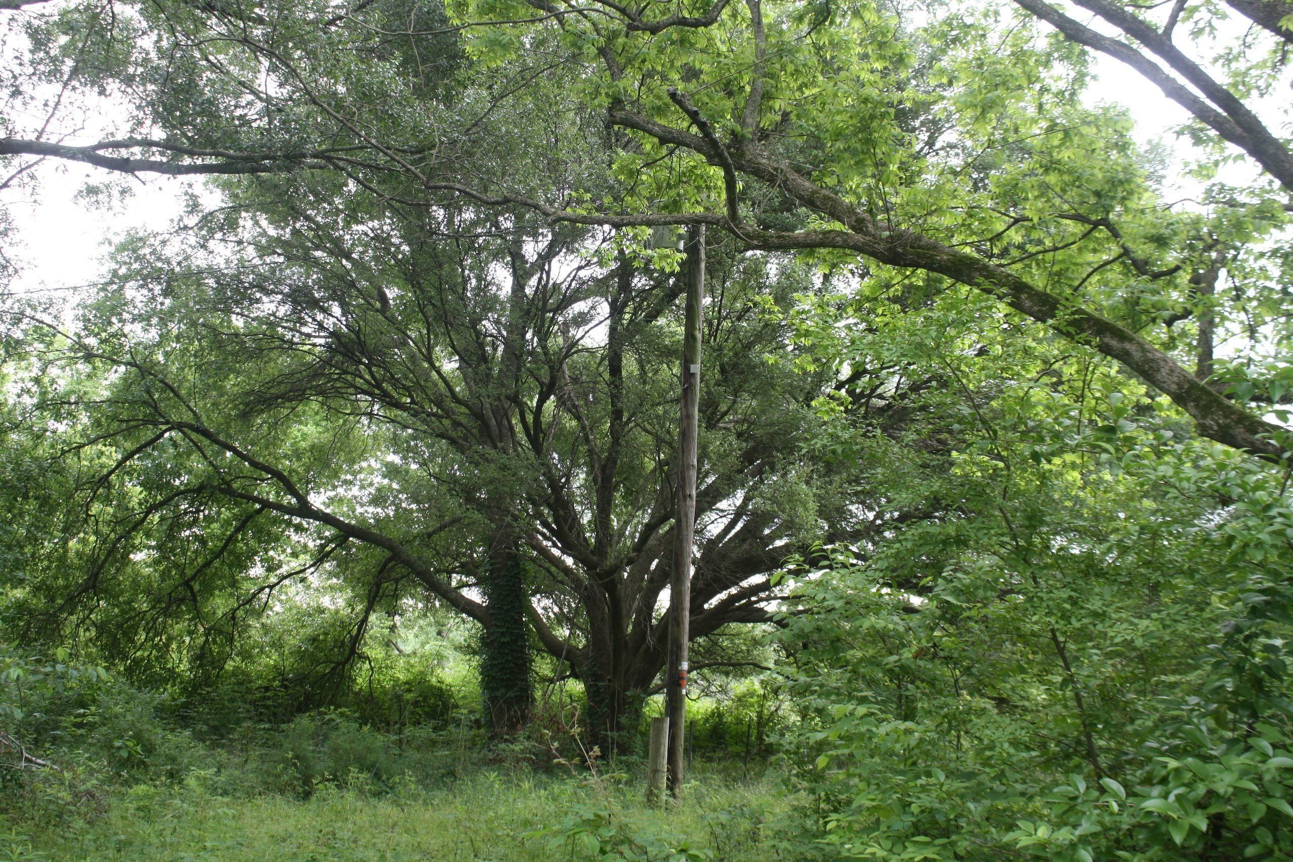 20 Acres, Highway 15, LotWP01, Mangham, LA 71259 Land and Farm