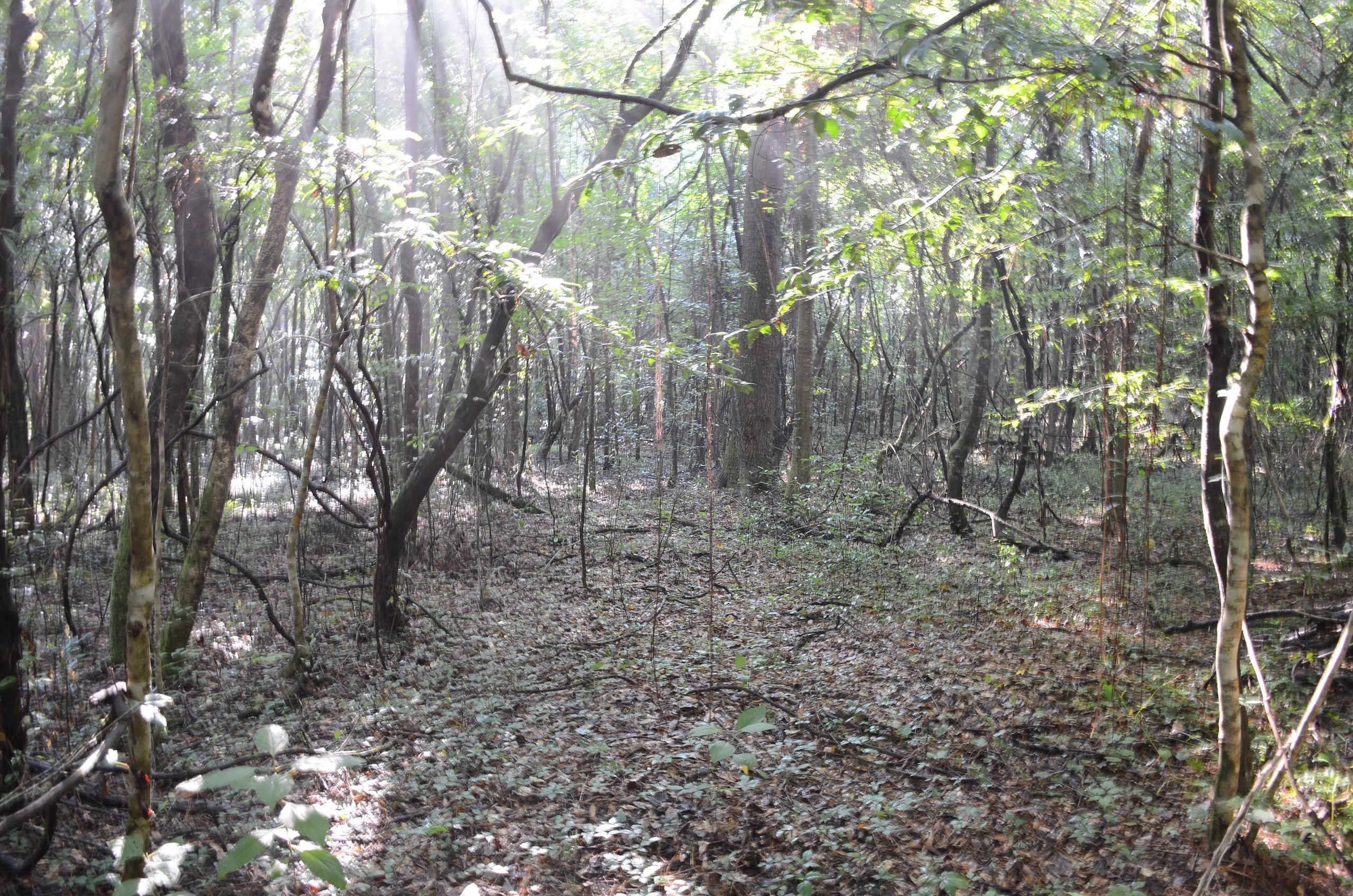 80 Acres, Galatas Road, LotWP03, Loranger, LA 70446 Land and Farm