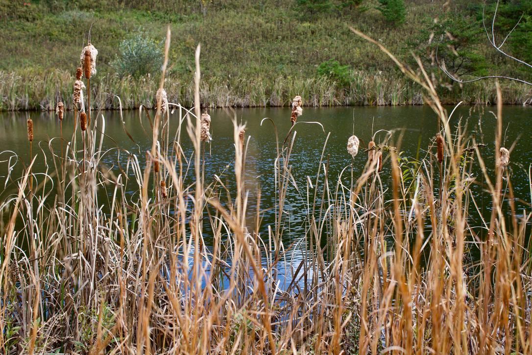 41 Acres, Mulga Rd, WPLot001, Wellston, OH 45692 Land and Farm